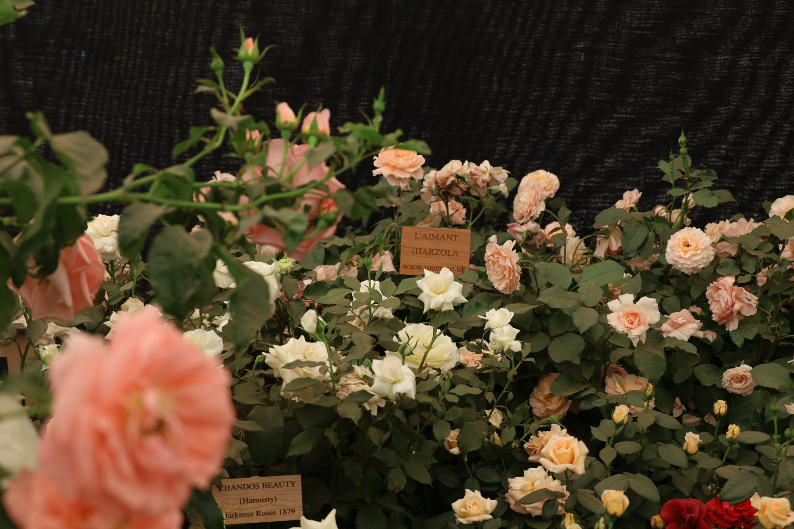 Harkness Jane Austen Rose Collection at the Hampton Court Rose Festival 2025, RHS Hampton Court Flower Show, Rose Marquee 