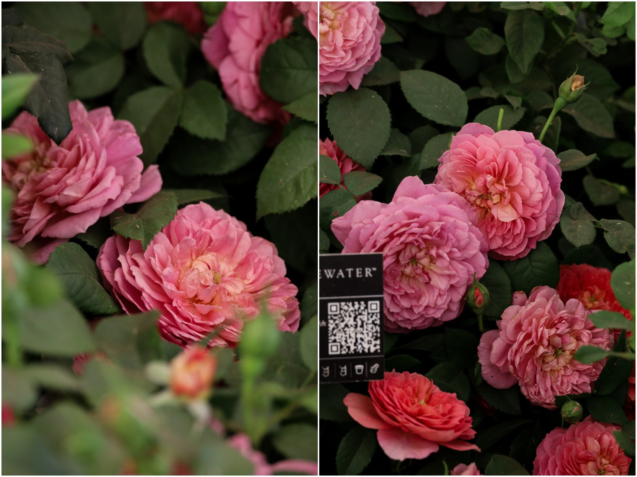 RHS Hampton Court Flower Show 2025, David Austin Rose Emma Bridgewater