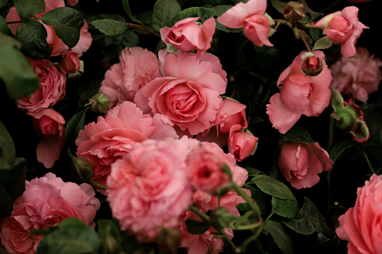 Hampton Court Rose Festival 2025, David Austin Rose - Penelope Lively