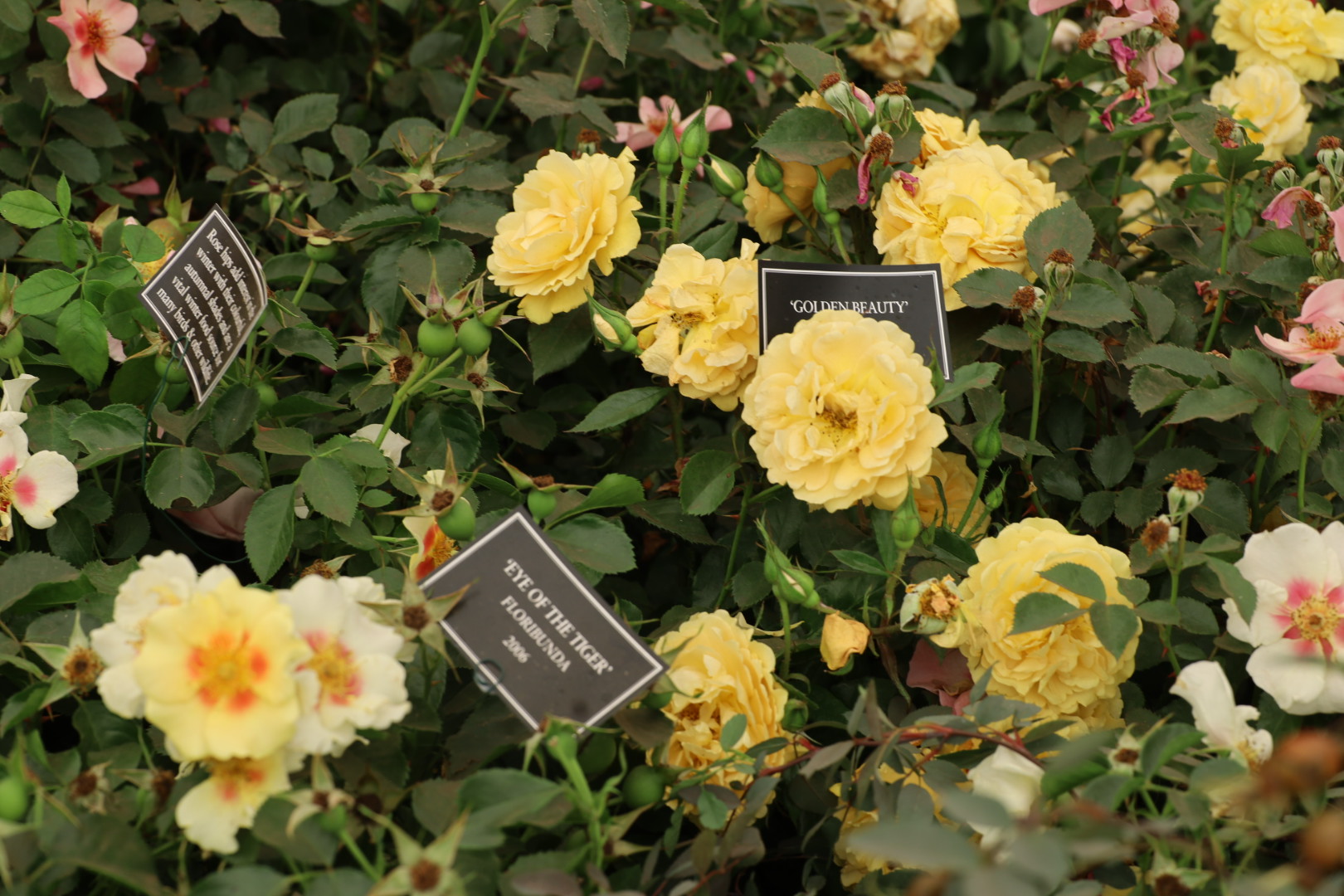Perfect Rose tags at the Peter Beales Roses display at the RHS Hampton Court 2025, Rose Golden Beauty, and rose eye of the tiger