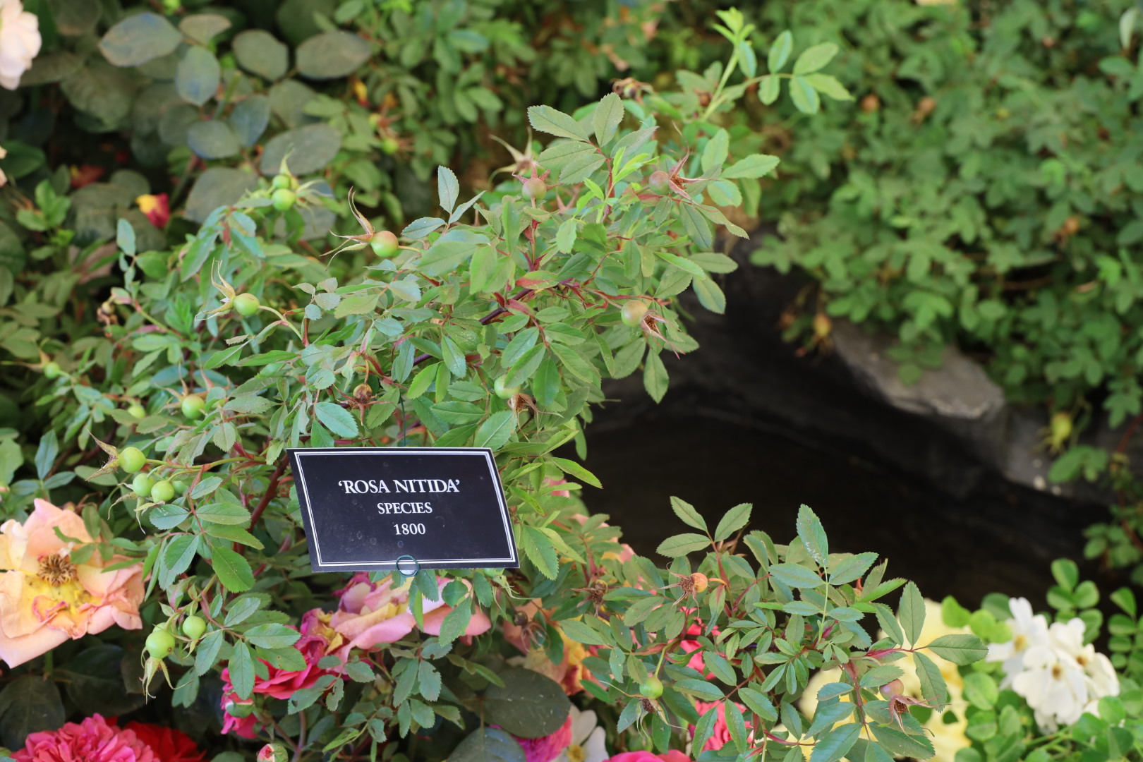 Peter Beales - Rosa Nitida, Species, 1800, RHS Hampton Court 2025