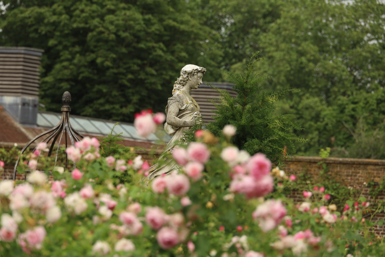 Statue of Summer (Flora) from 1869 with pink David Austin roses, Hampton Court Palace Rose Garden, London Rose Garden