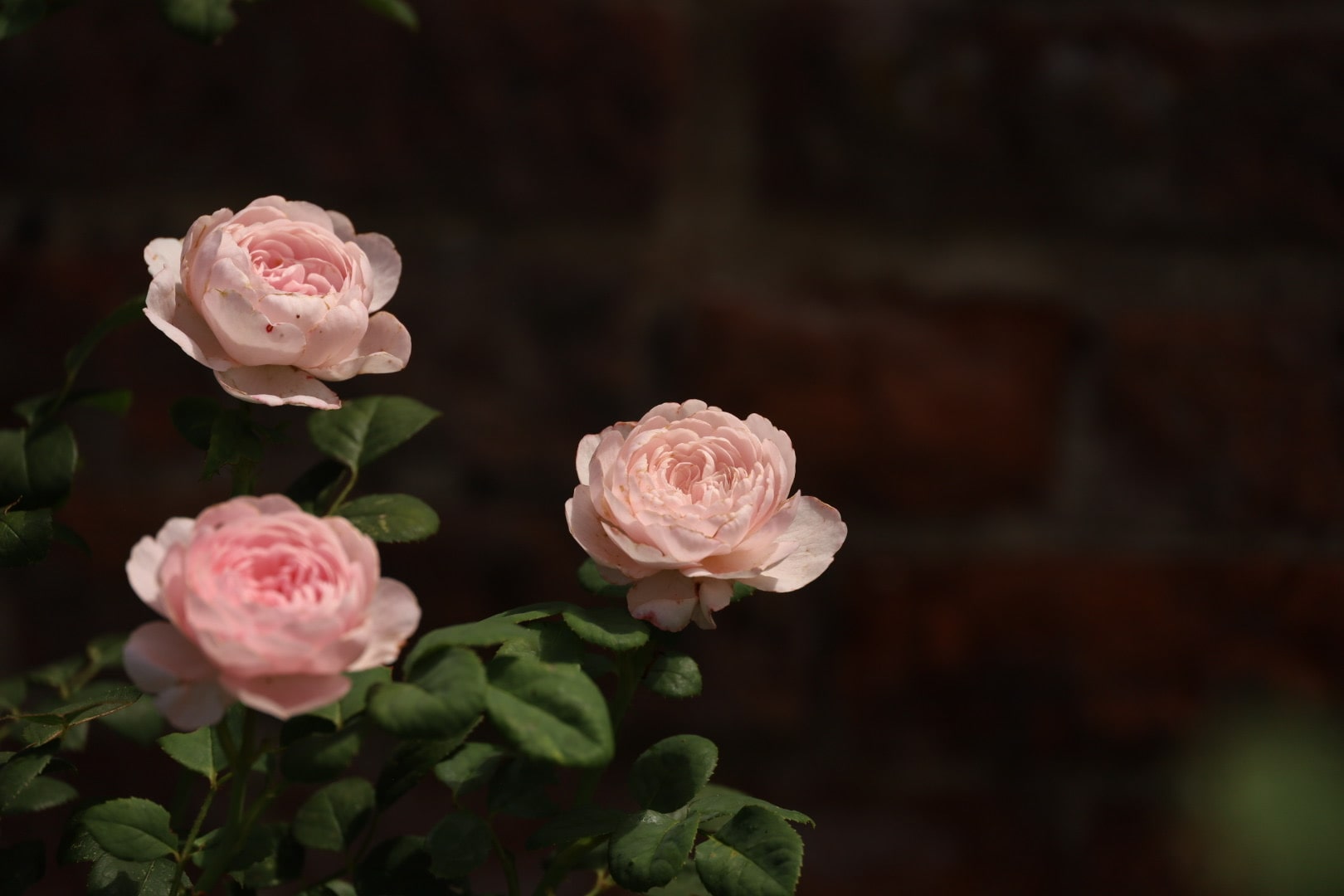 David Austin rose 'Queen of Sweden' inside the Hampton Court Palace Rose Garden, London rose garden, pink English garden roses