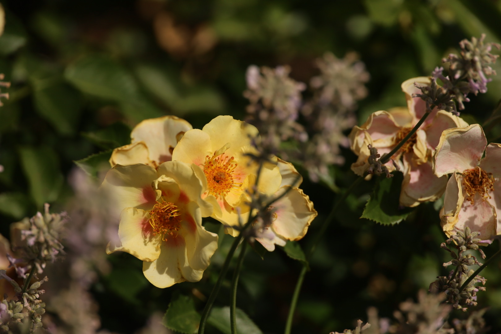Persian rose 'Eye of the Tiger', Hampton Court Rose Garden,  