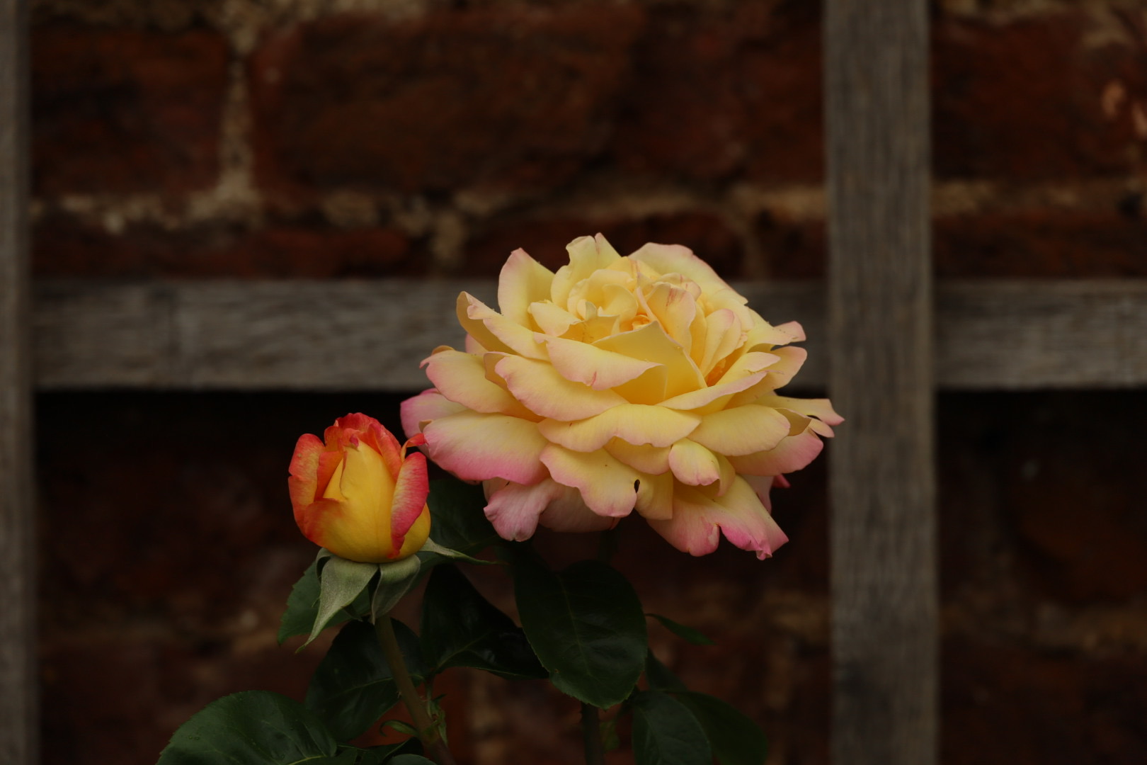 Rose 'Peace' inside Hampton Court Rose Garden