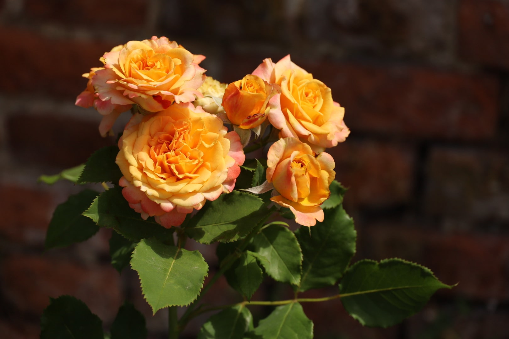 Rosa “La Villa Cotta”, Hampton Courte Palace Rose Garden