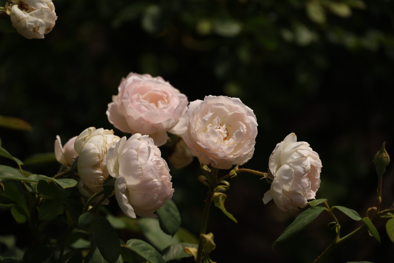 David Austin Rosa “Desdemona” - (Auskindling), Hampton Court Palace Rose Garden,