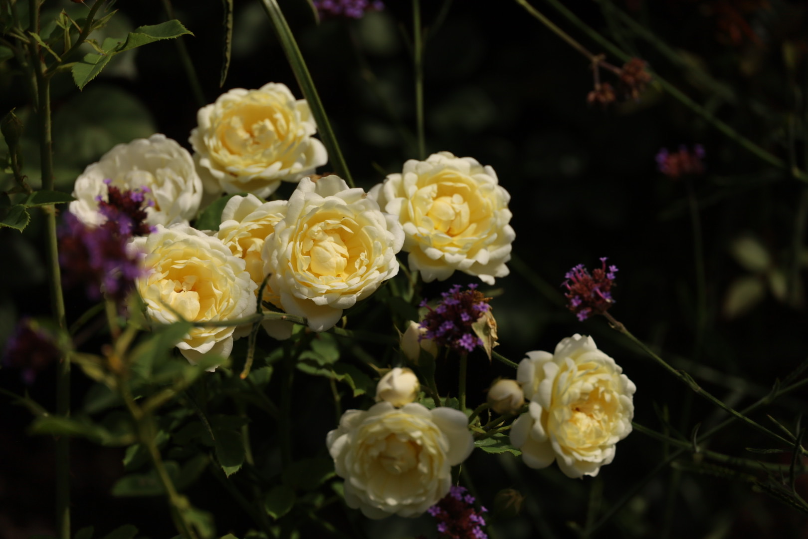 David Astin Rose “Nye Bevan”- (Auspital)