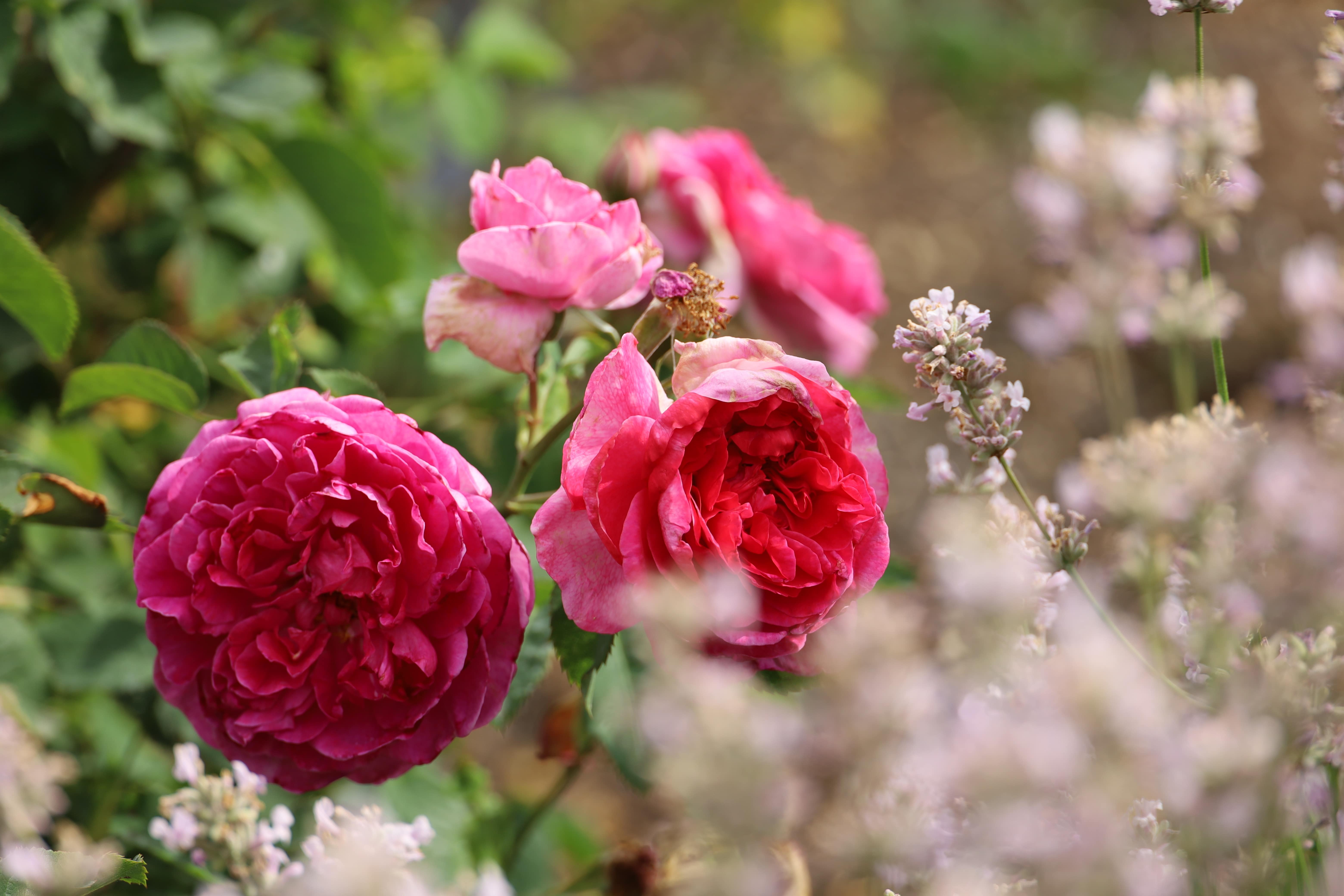 David Austin English Rose “Gabriel Oak” - (Auscrowd), Hampton Court Rose Garden