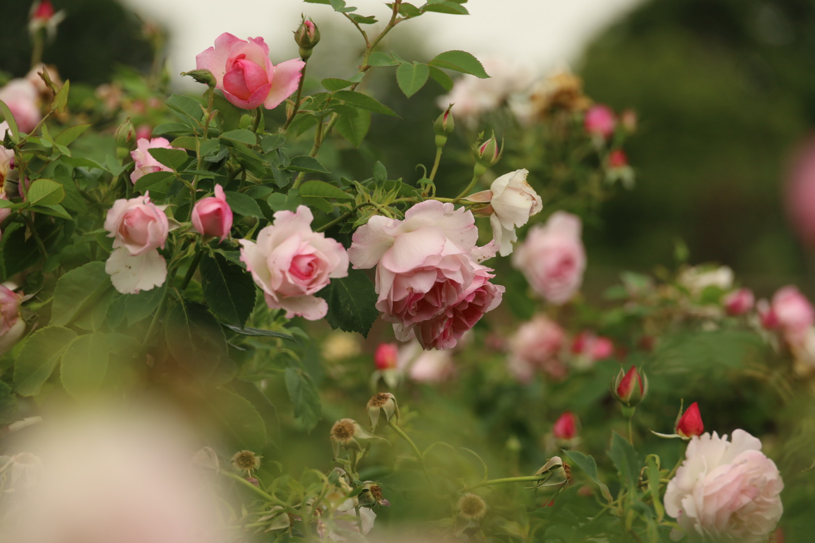 David Austin Rose “Hyde Hall” - (Ausbasky), in Hampton Court Palace Rose Garden, David Austin Pink Garden Rose