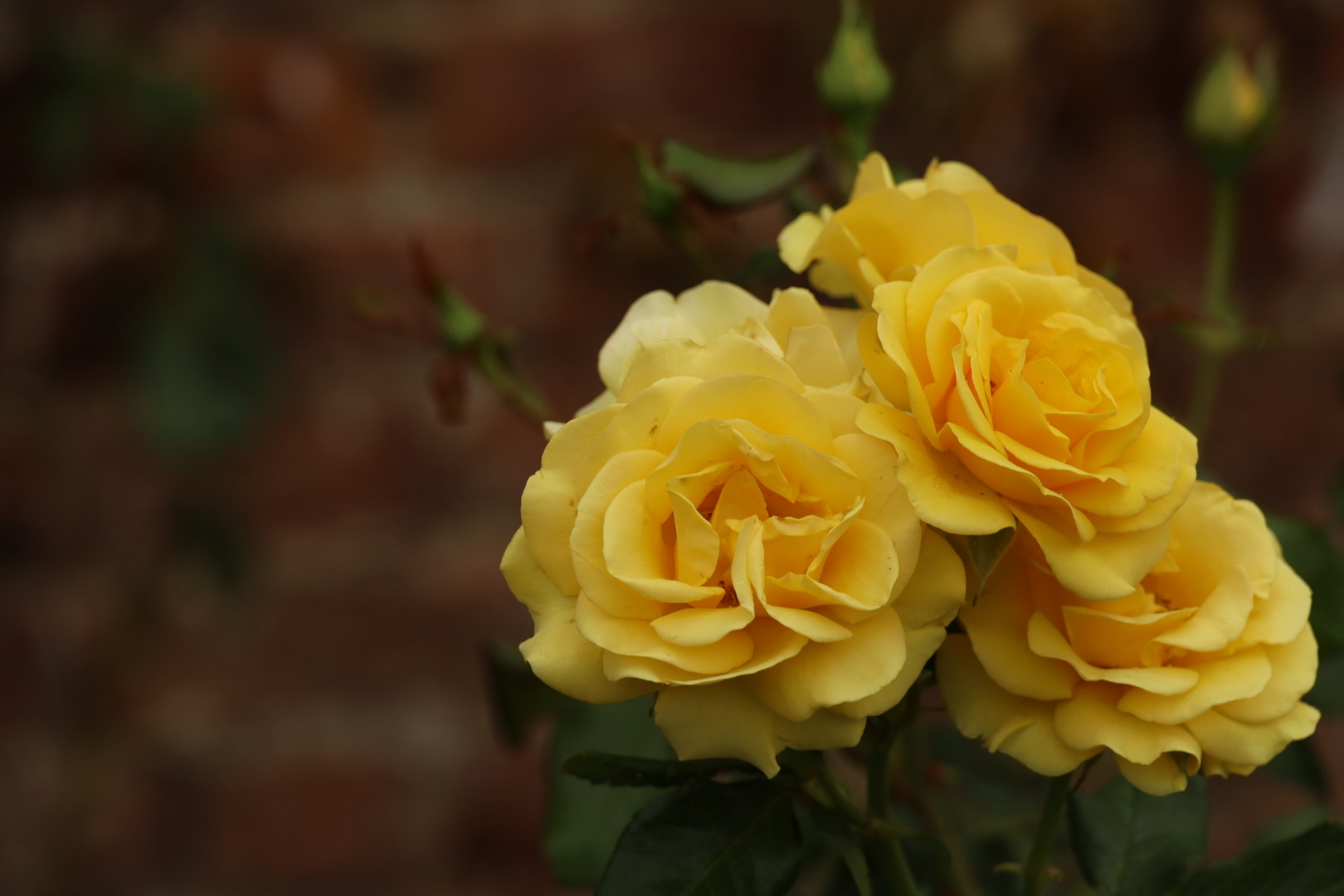 Rose “Koresia”, Hampton Court Rose garden