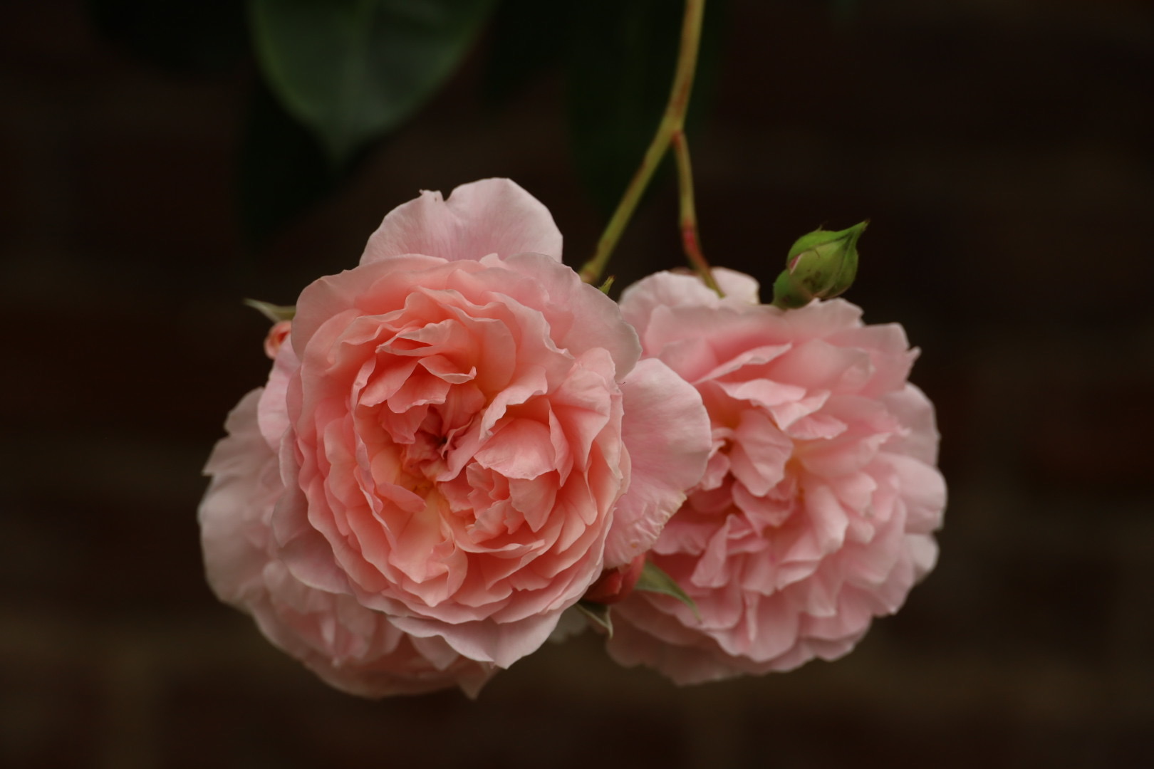 Rose “Strawberry Hill” - (Ausrimini), in Hampton Court Palace Rose Garden, David Austin Pink Garden Rose