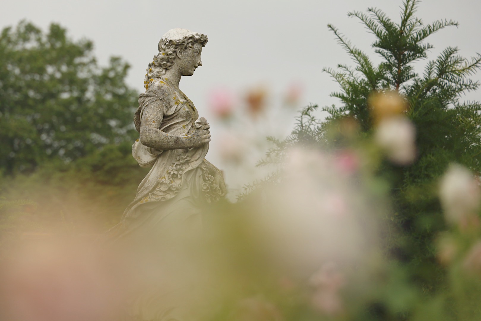 Rose garden at Hampton Court Palace, Marbel statue inside the Rose garden, pink roses
