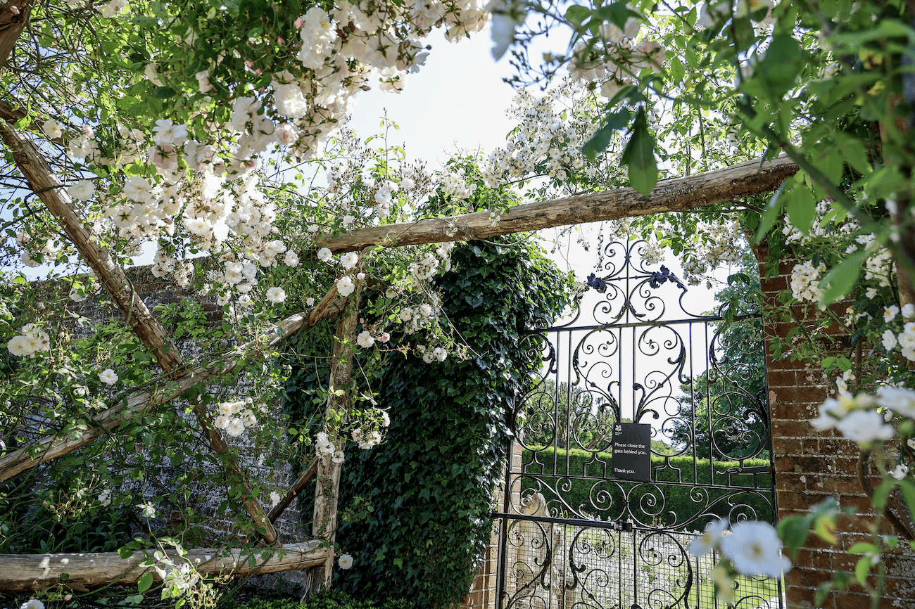 Rosa 'Rambling Rector' cascaded in white profusion at Polesden Lacey Rose Garden (National Trust), White climbing rose on Pergola with elegant metal gates at the Polesden Lacey rose garden, A Rose Lover's Pilgrimage to Polesden Lacey Rose Garden