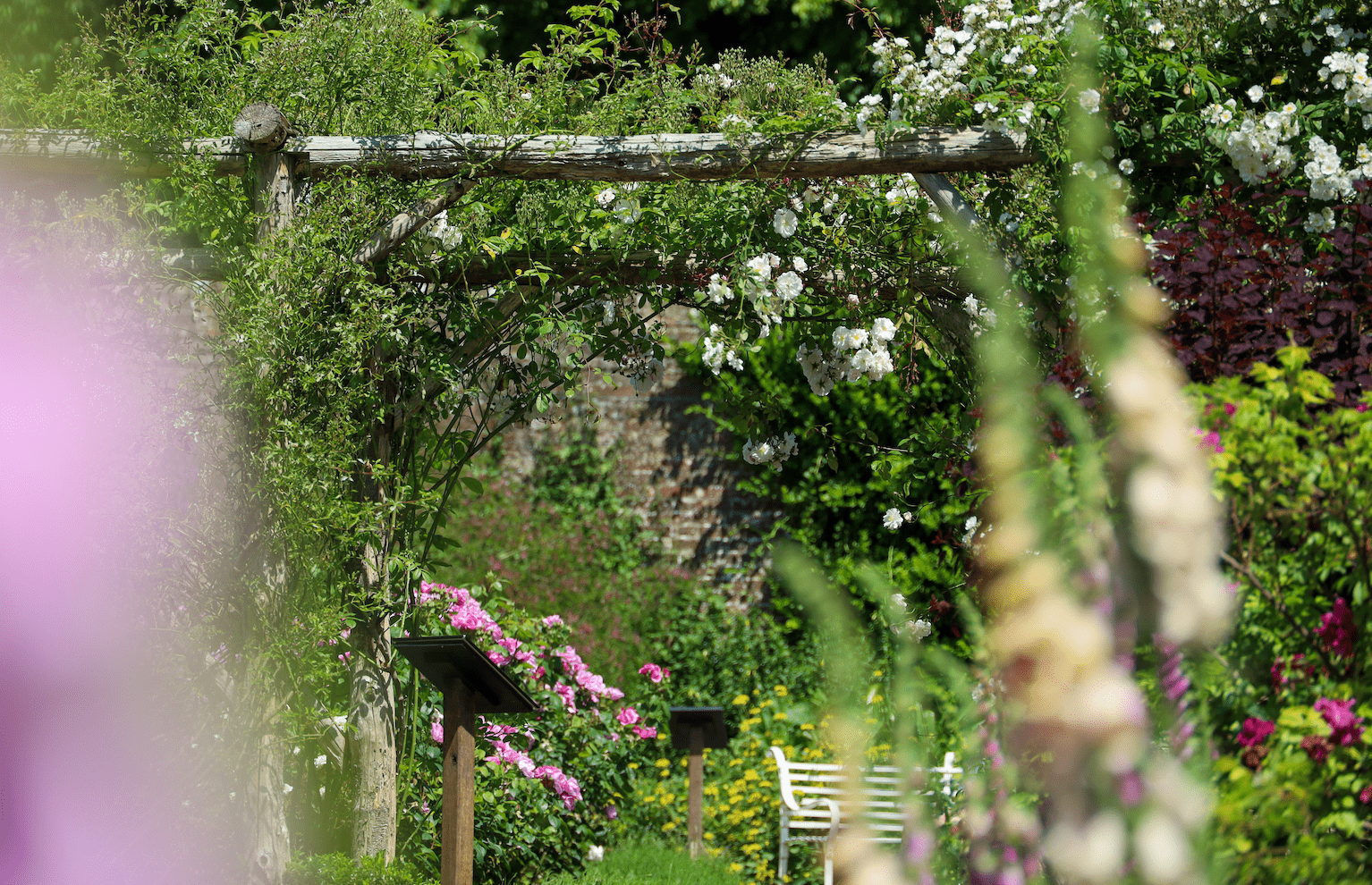Rose garden at Polesden Lacey features rose pergola and offers elegant white benches for visitors to rest, A Rose Lover's Pilgrimage to Polesden Lacey Rose Garden