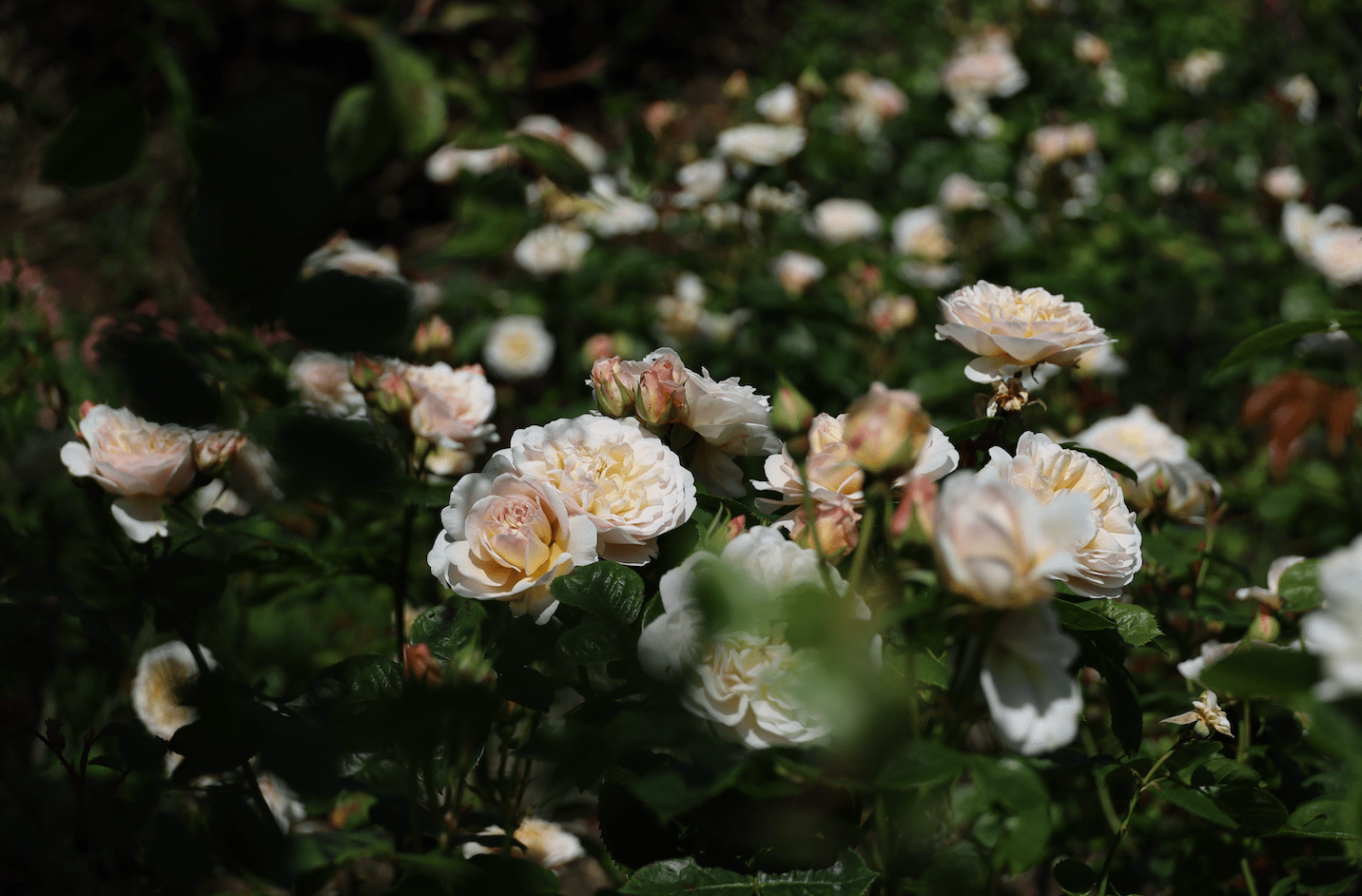Garden rose Emily Bronte inside Polesden Lacey Rose Garden, National Trust Rose Garden