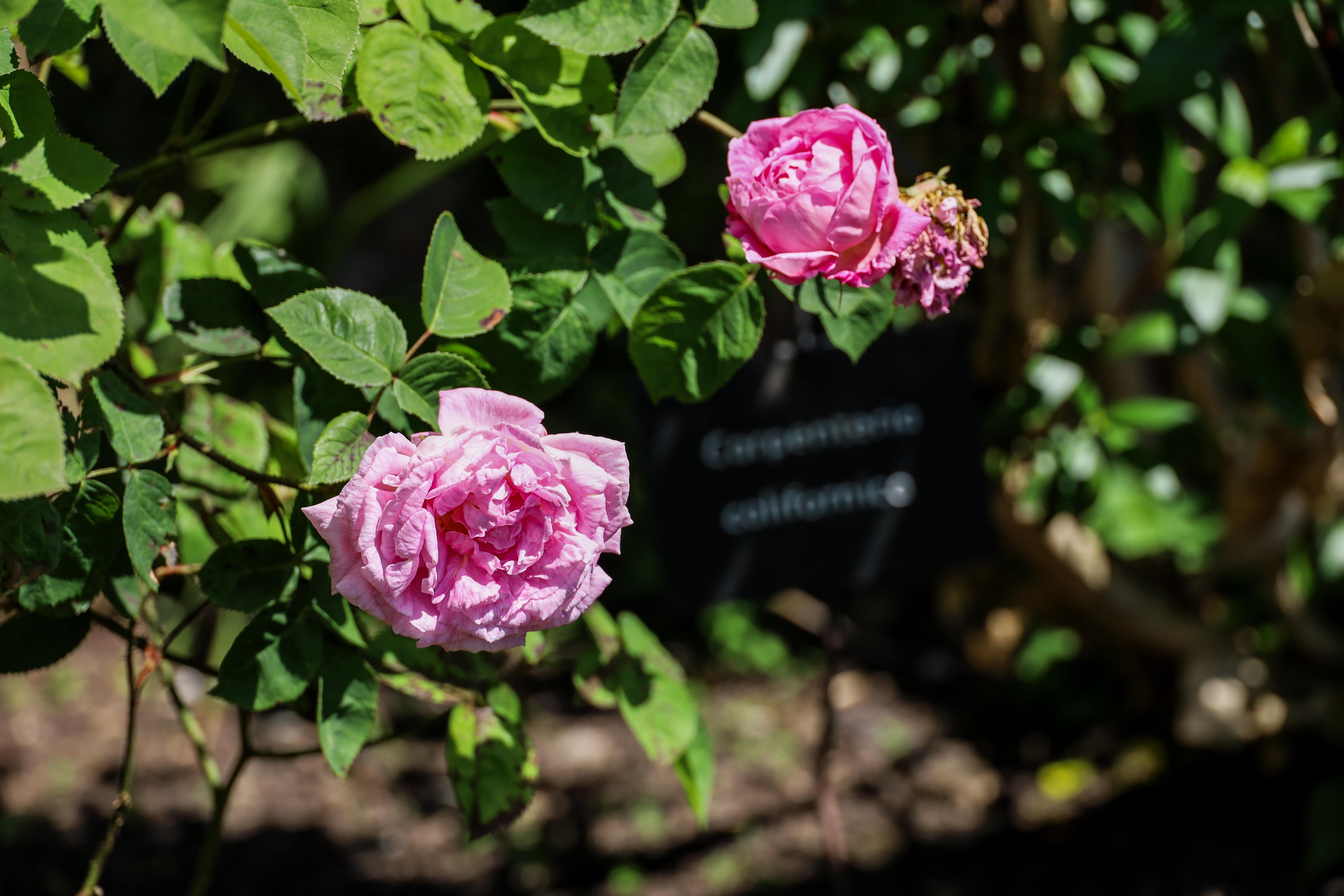 A Complete Guide to Roses at Polesden Lacey, Rosa Carpenteria California