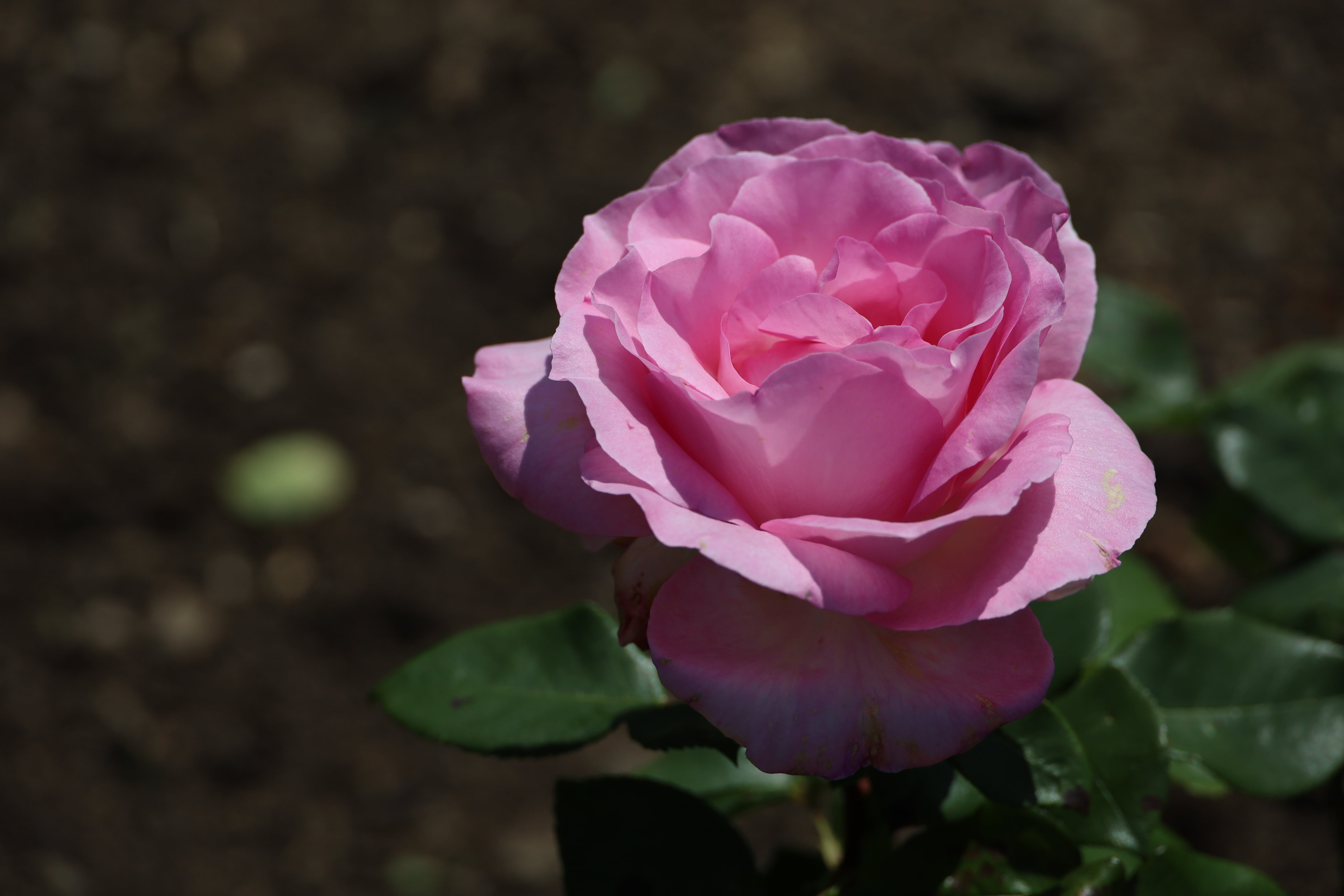 Rosa 'Pink Perfection' - Classical form in soft pink, A Complete Guide to Roses at Polesden Lacey