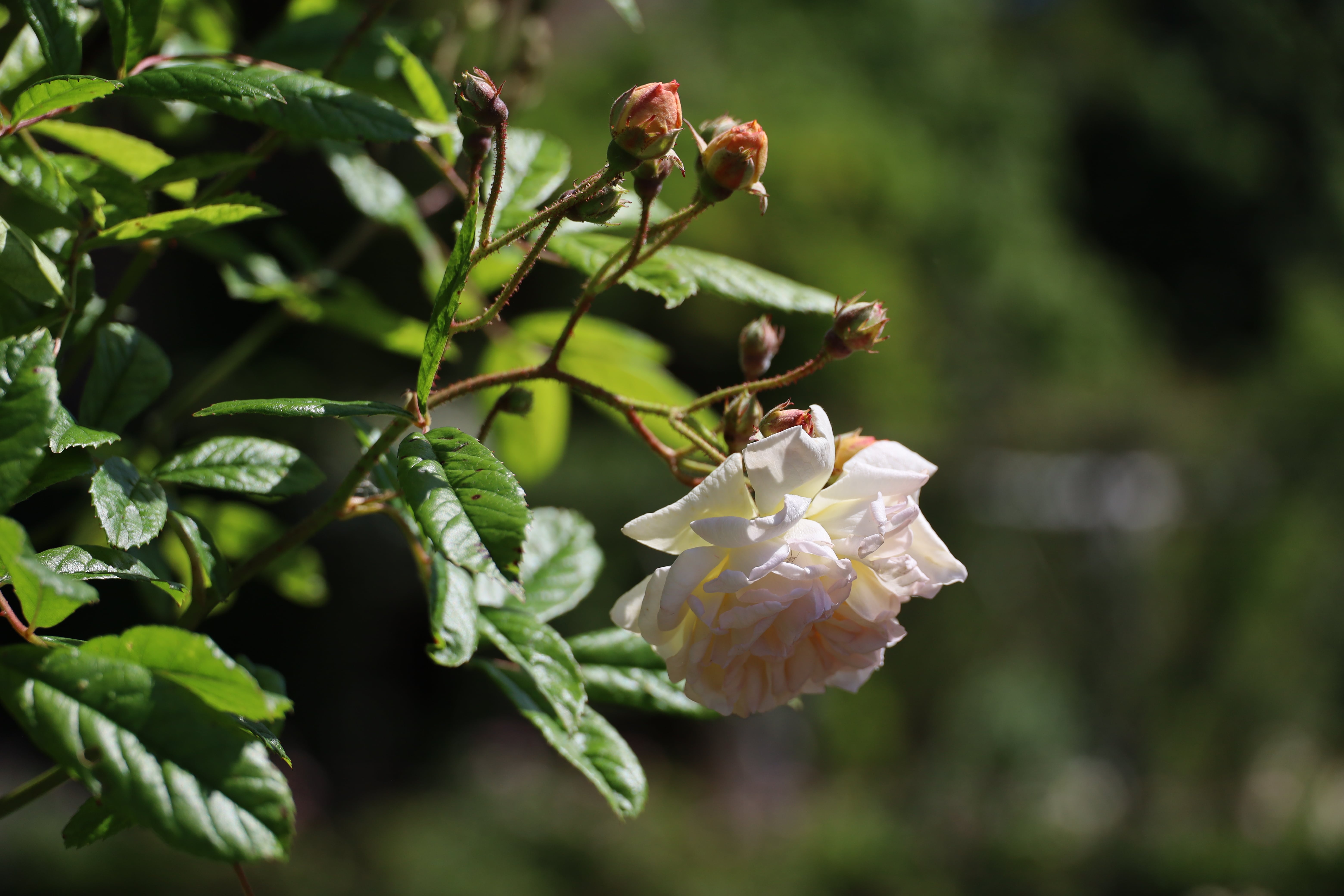 Rose 'Debutante' (1902) - Soft pink rosettes, A Complete Guide to Roses at Polesden Lacey, Rose Pergola