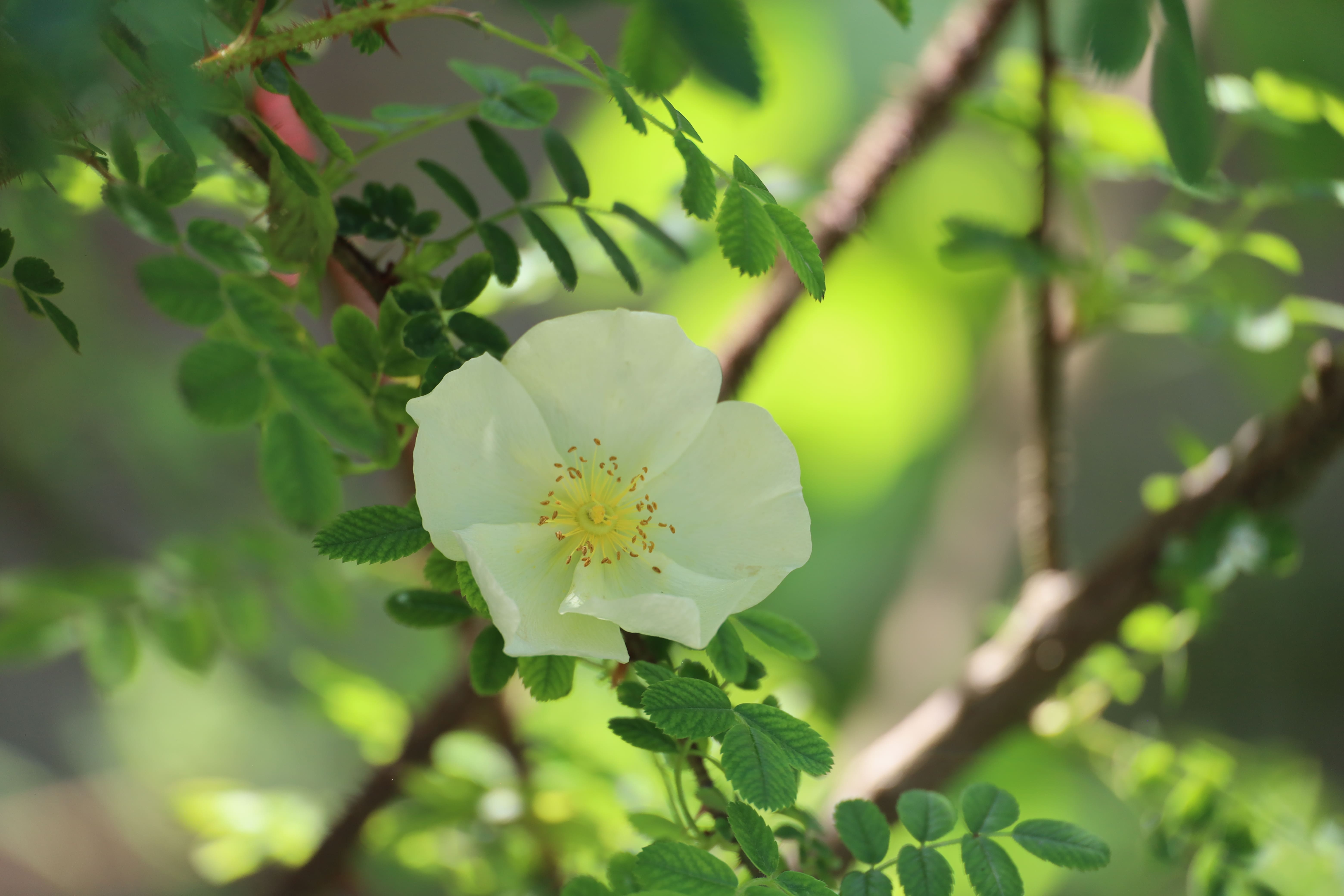Rosa cantabrigiensis - wild rose, A Complete Guide to Roses at Polesden Lacey