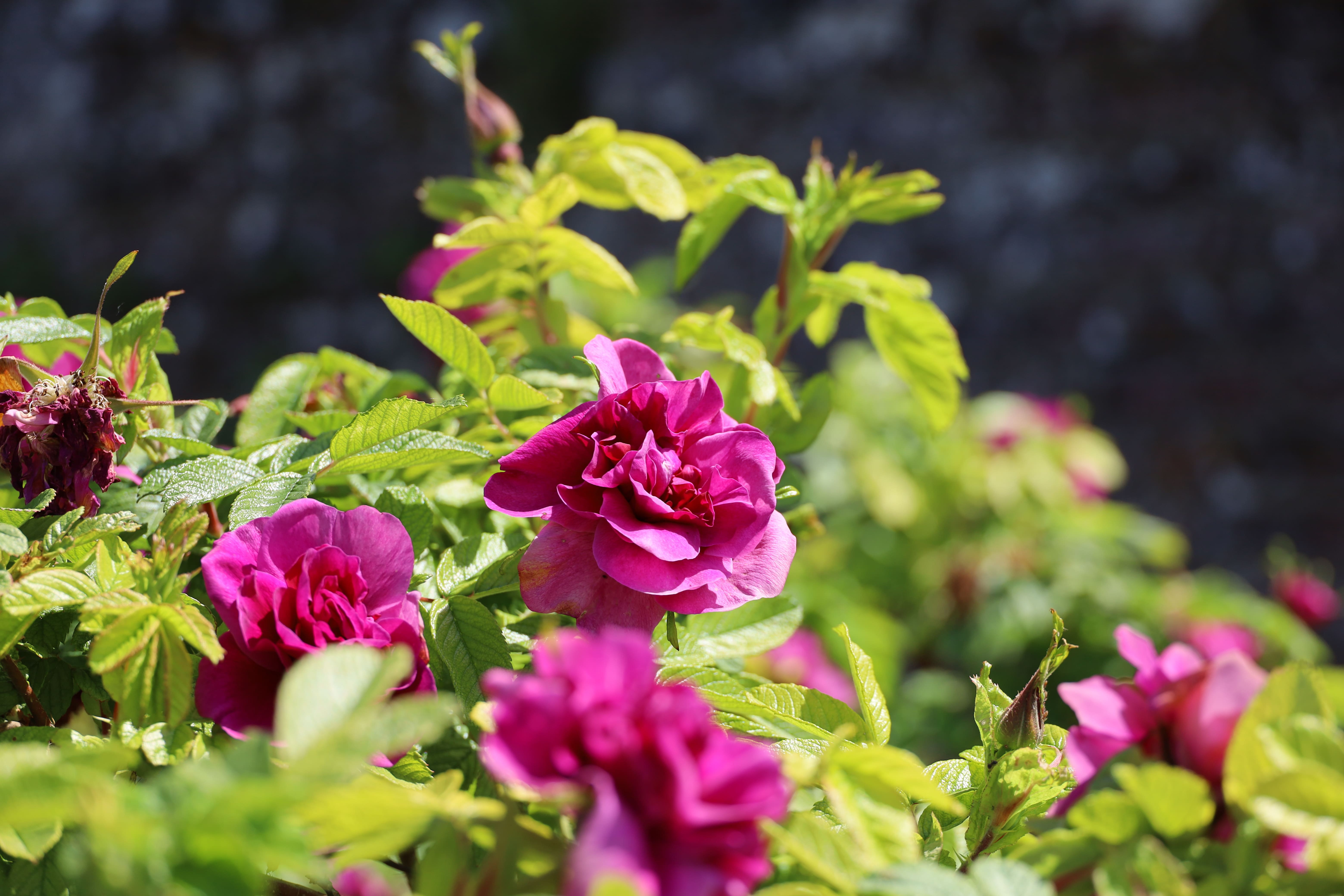 Rosa 'Roseraie de l'Hay' - Rugosa hybrid, magenta purple, A Complete Guide to Roses at Polesden Lacey