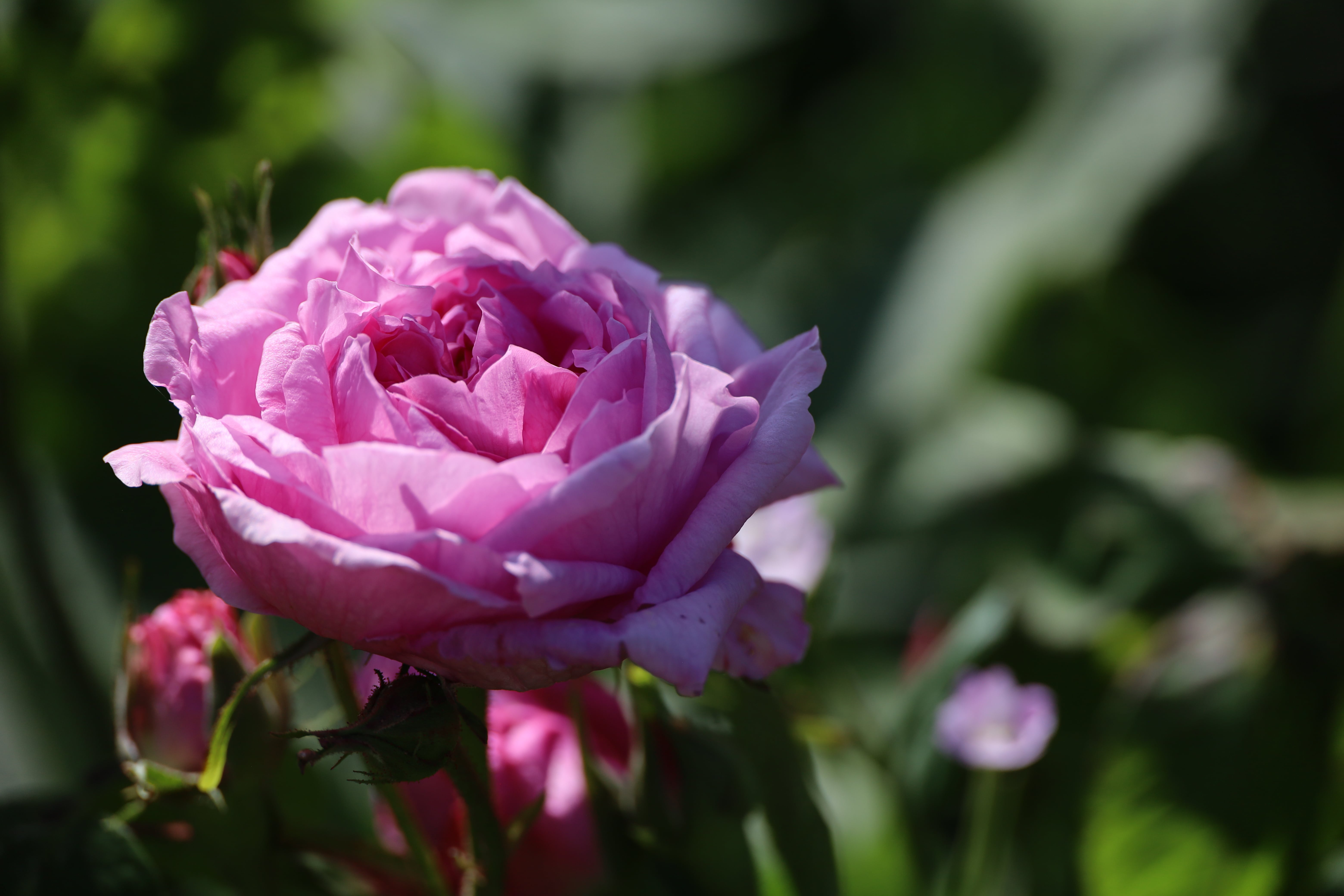 Rosa 'Madame Knorr' - Portland rose,