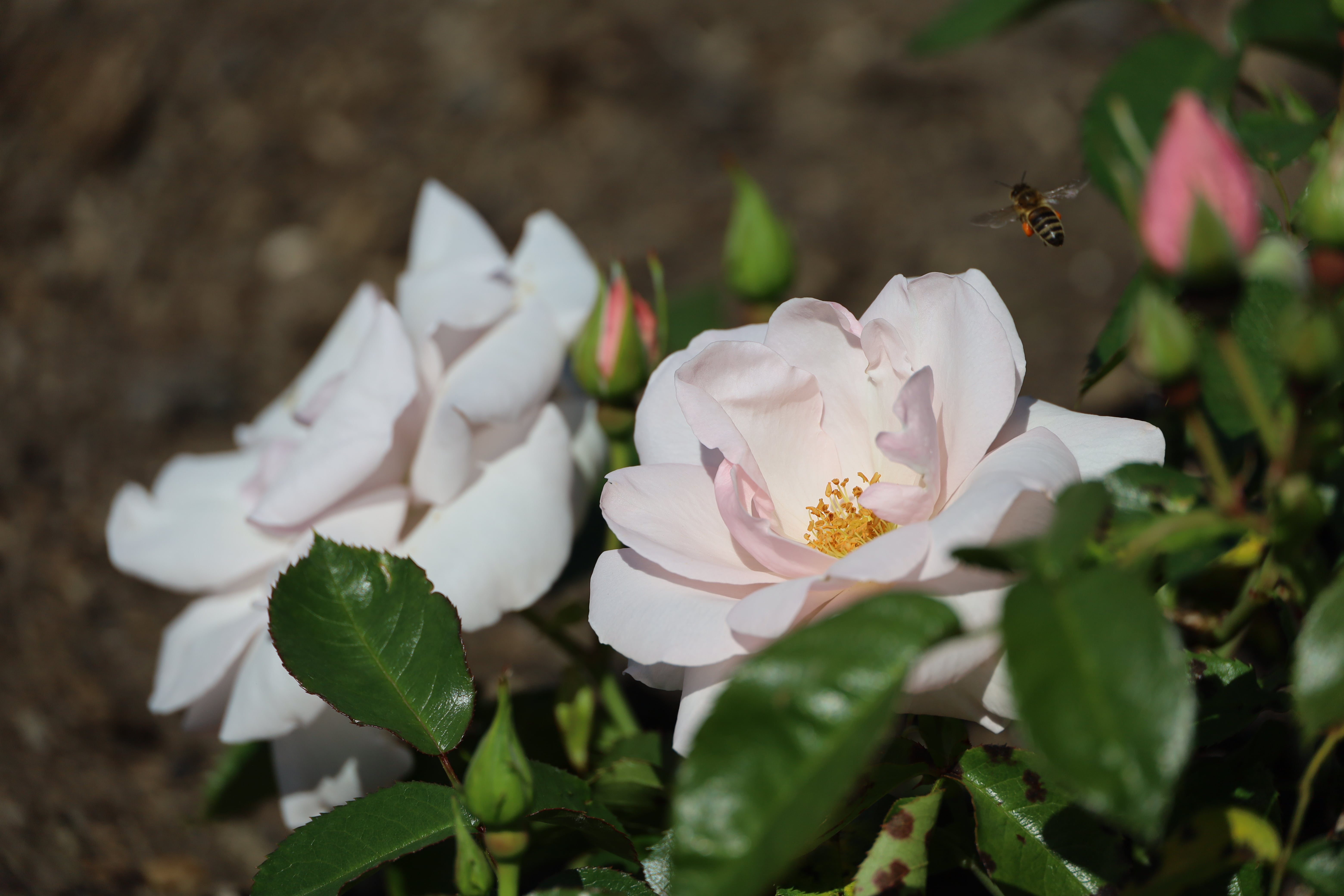 Rosa 'Many Happy Returns' with wasp flying above the rose at the Plesden Lacey Rose Garden, A Complete Guide to Roses at Polesden Lacey