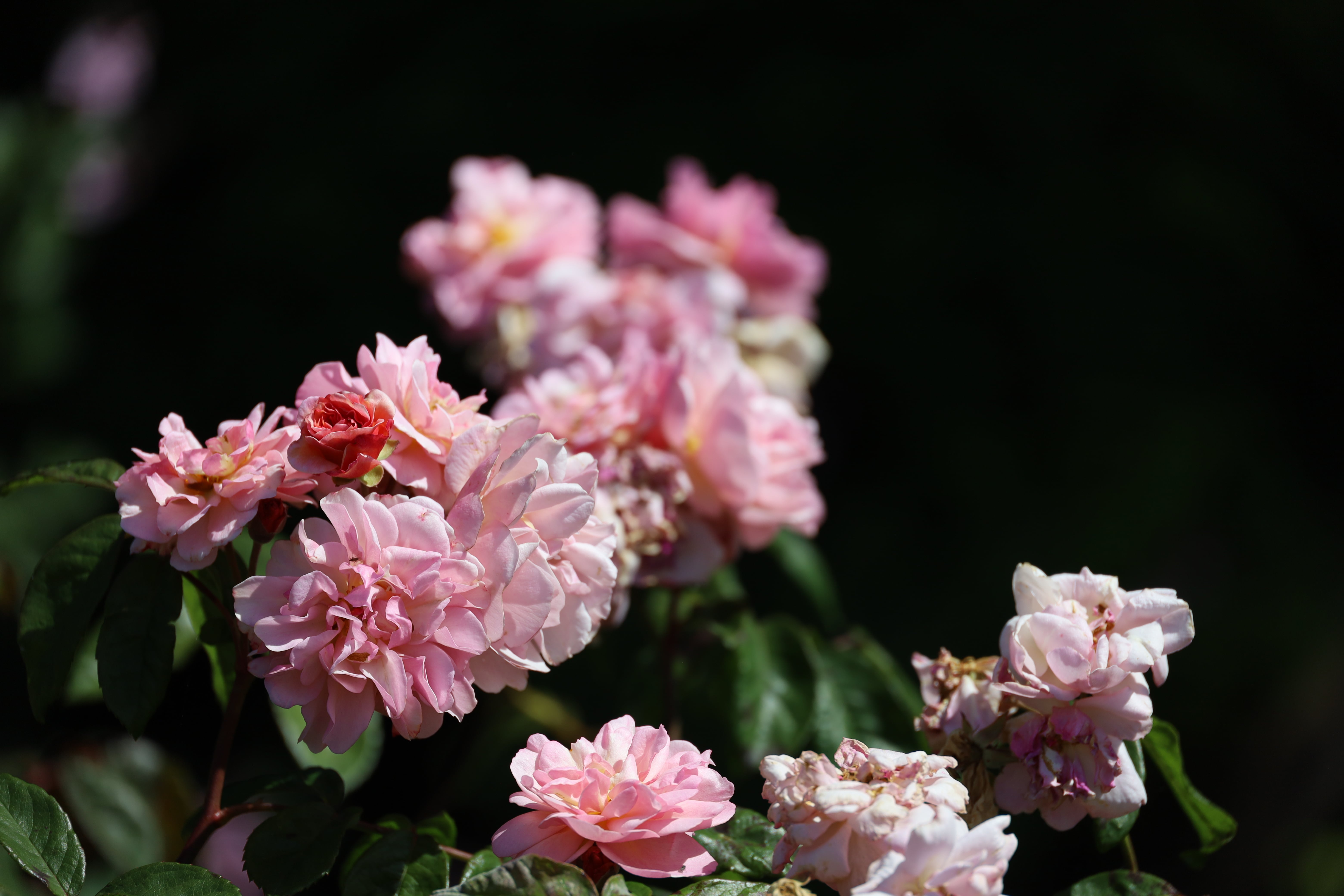 Pink Rosa 'Cornelia' , A Complete Guide to Roses at Polesden Lacey