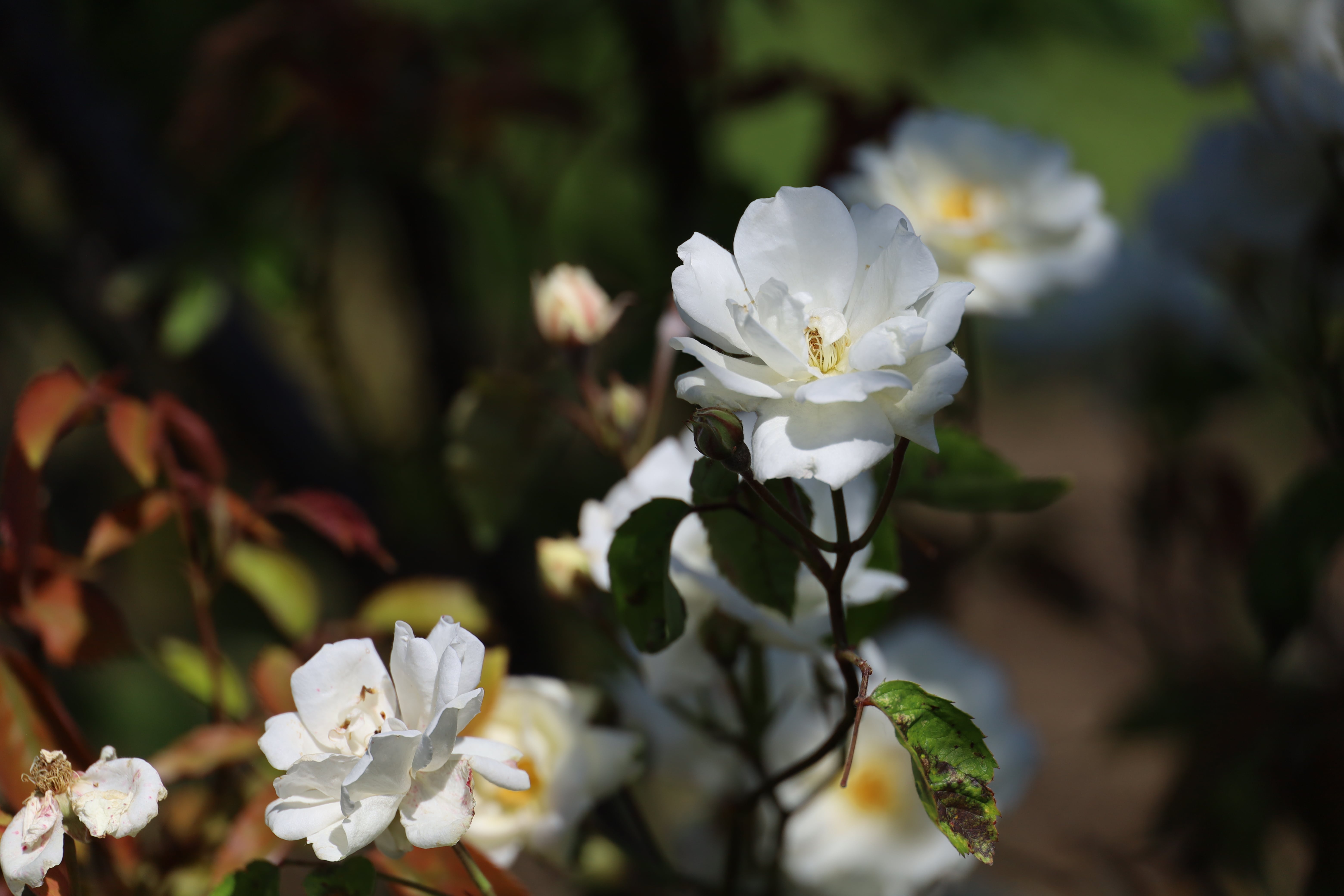 A Complete Guide to Roses at Polesden Lacey, Rose Moonlight, white garden rose