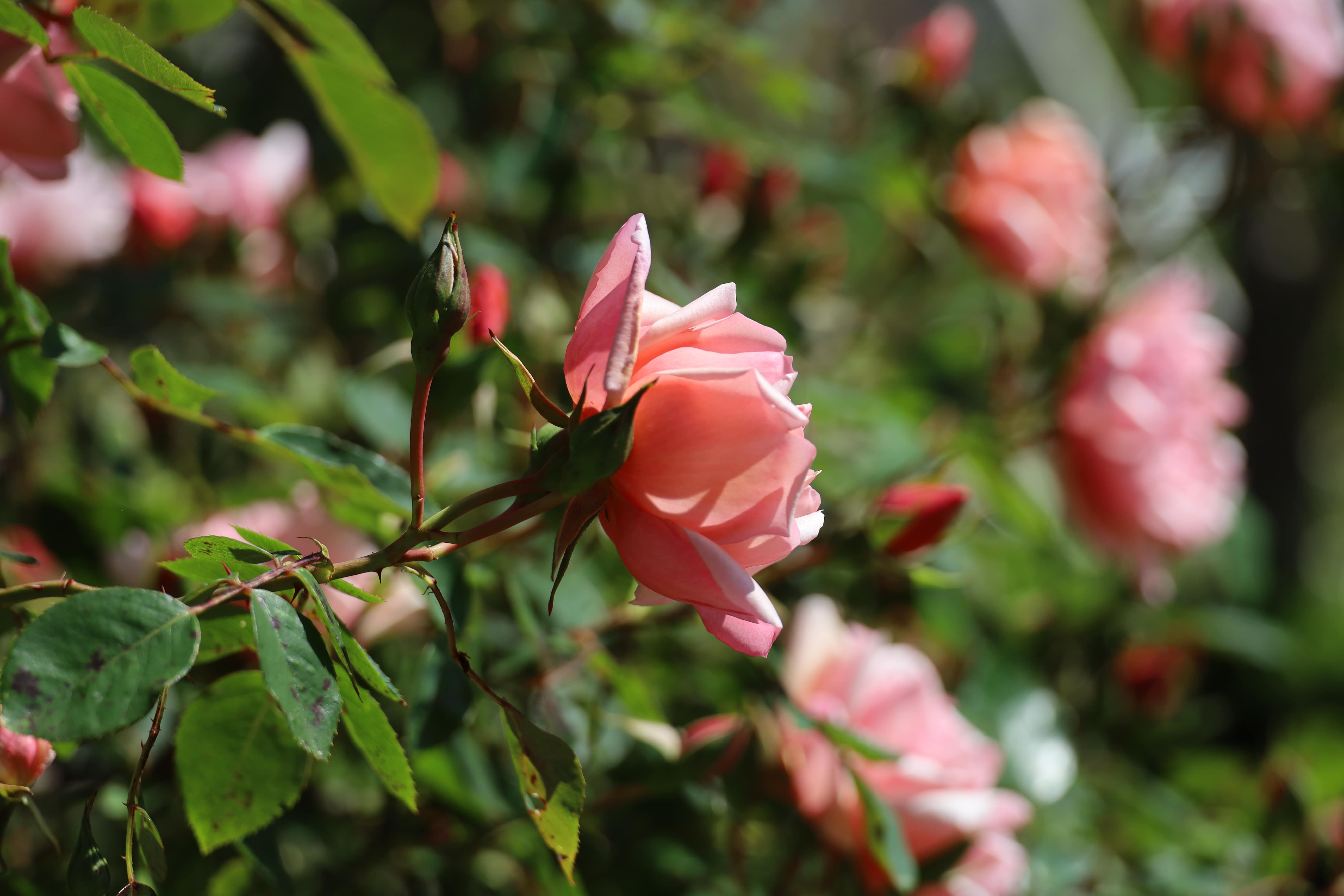 Rosa ‘Albertine' (1921) - Salmon-pink, intensely fragrant garden rose, A Complete Guide to Roses at Polesden Lacey Rose Garden