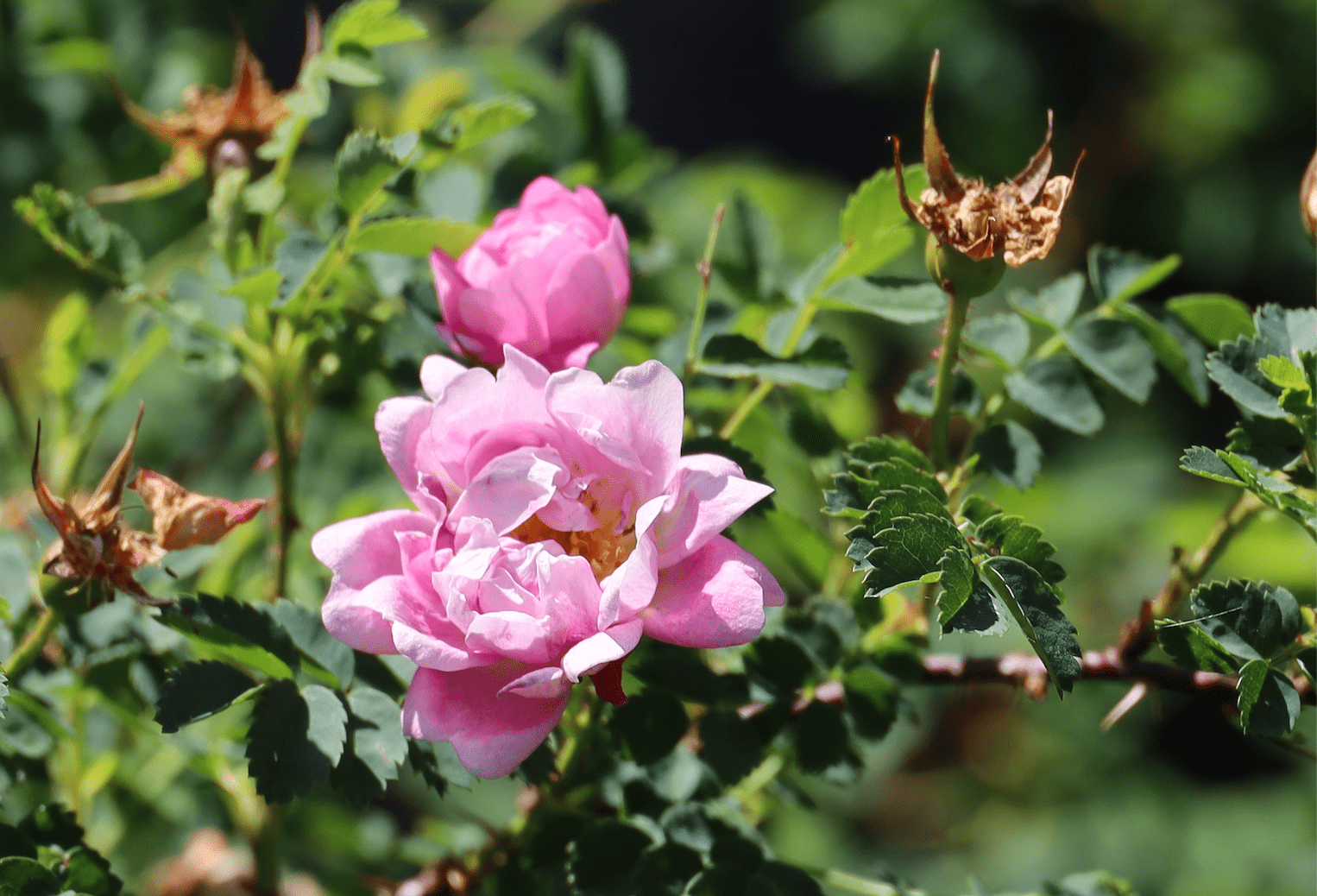 Rosa spinosissima 'Andresti' - Pink form, A Complete Guide to Roses at Polesden Lacey
