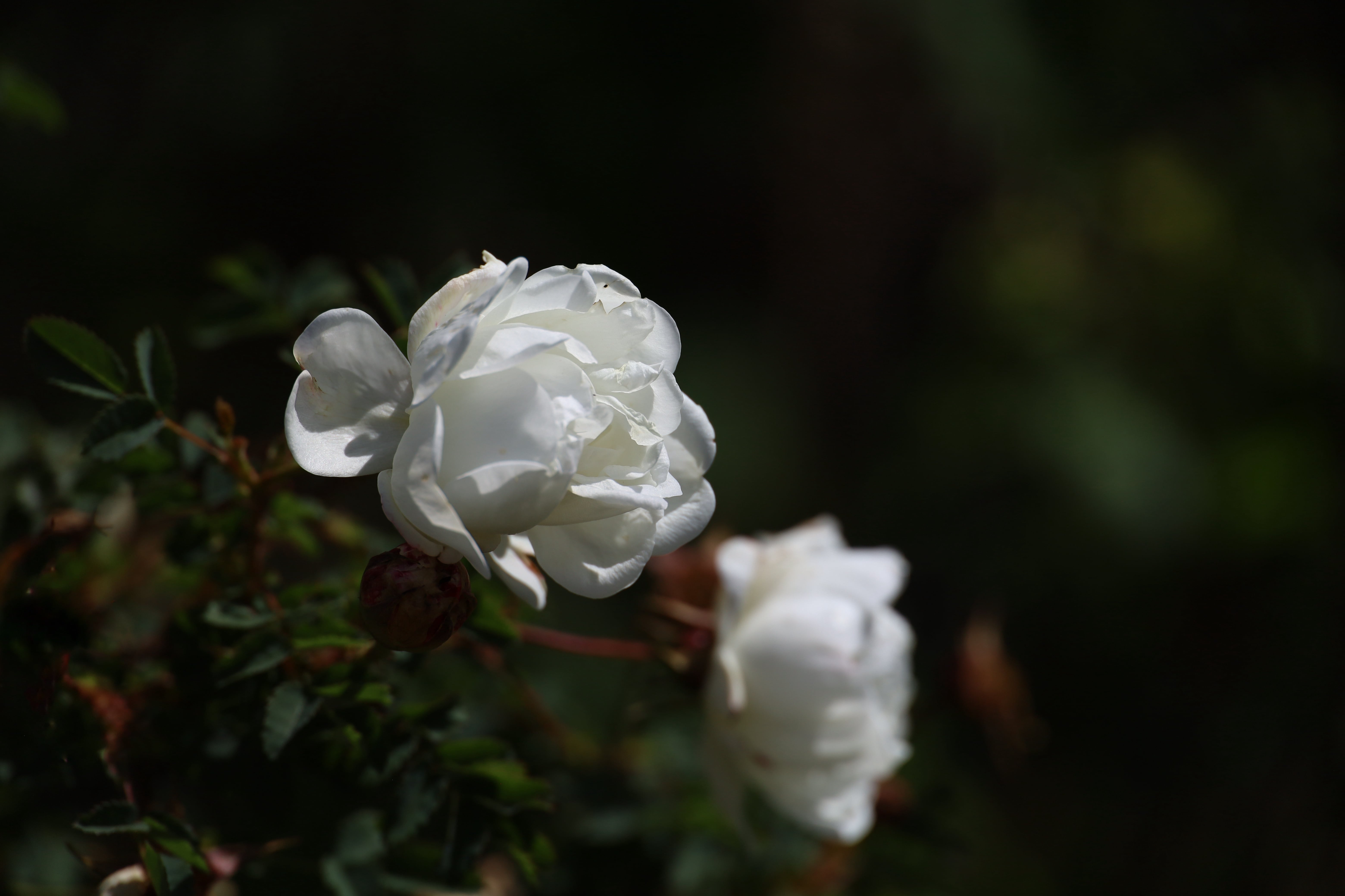 Rosa pimpinellifolia or burnet rose, A Complete Guide to Roses at Polesden Lacey rose garden