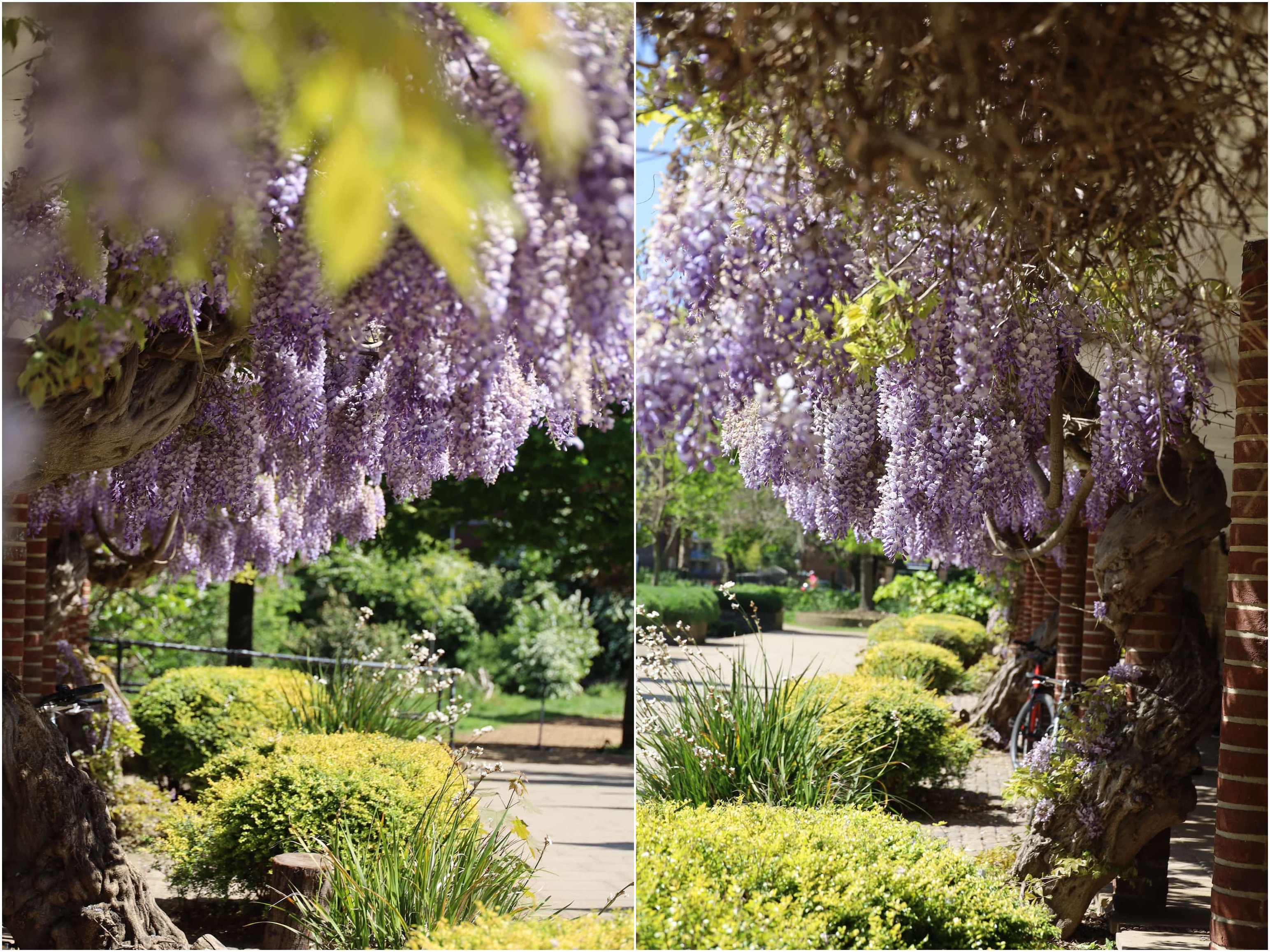 Lush wisteria pergola at the Haggerston Park (Hoxton) in London, London secret wisteria, best places to see and photograph wisteria in London
