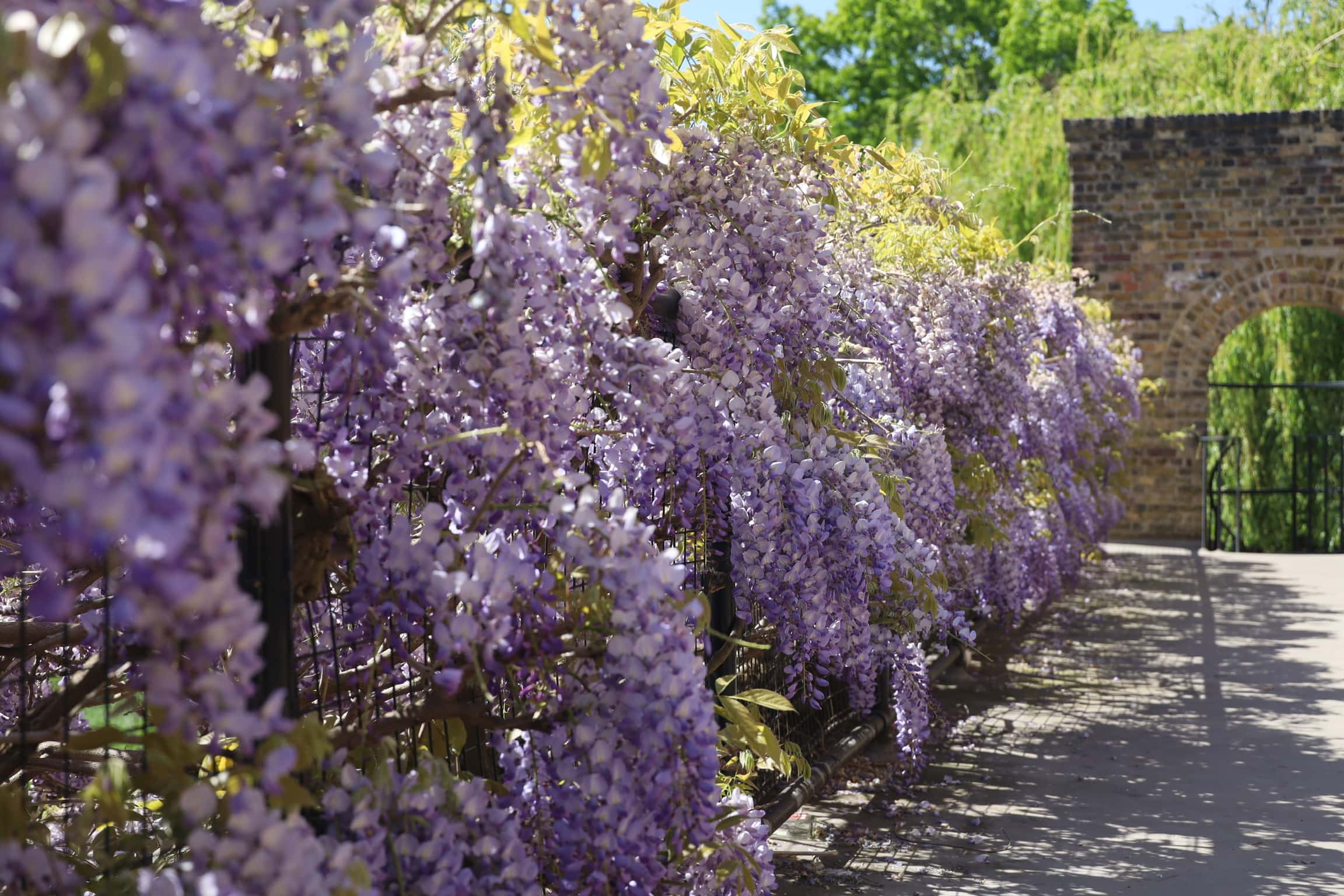 Lush wisteria pergola at the Haggerston Park (Hoxton) in London, London secret wisteria, best places to see and photograph wisteria in London 
