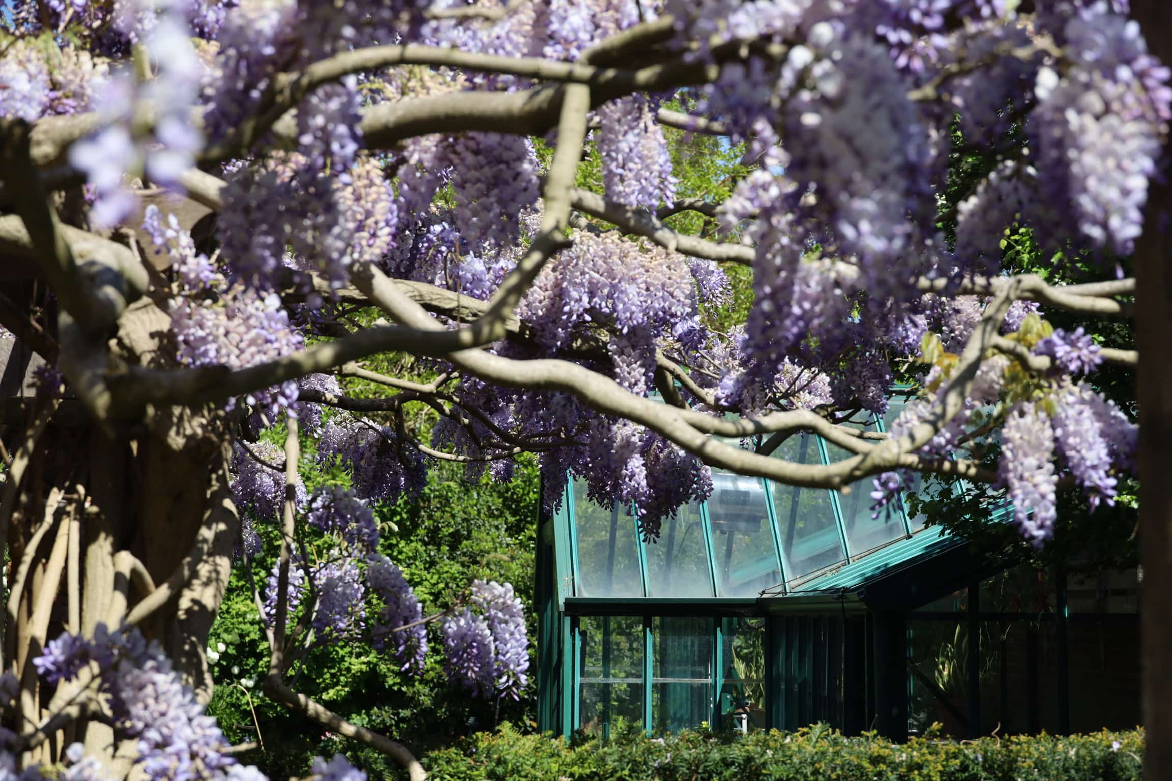 Places to see and photograph wisteria in London, wisteria at the museum of house, secret wisteria spots in London