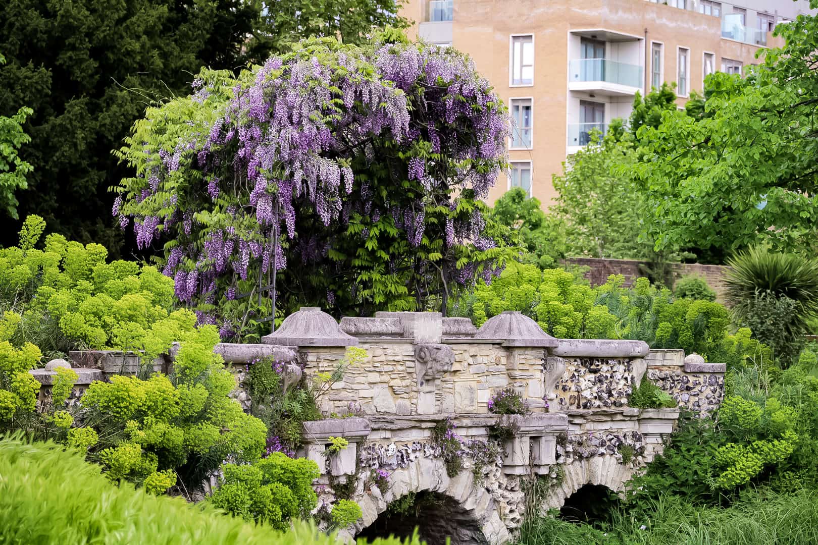 Wisteria arch above the picturesque bridge at the Walpole Park, wisteria at Pitzhanger Manor & Gallery, London