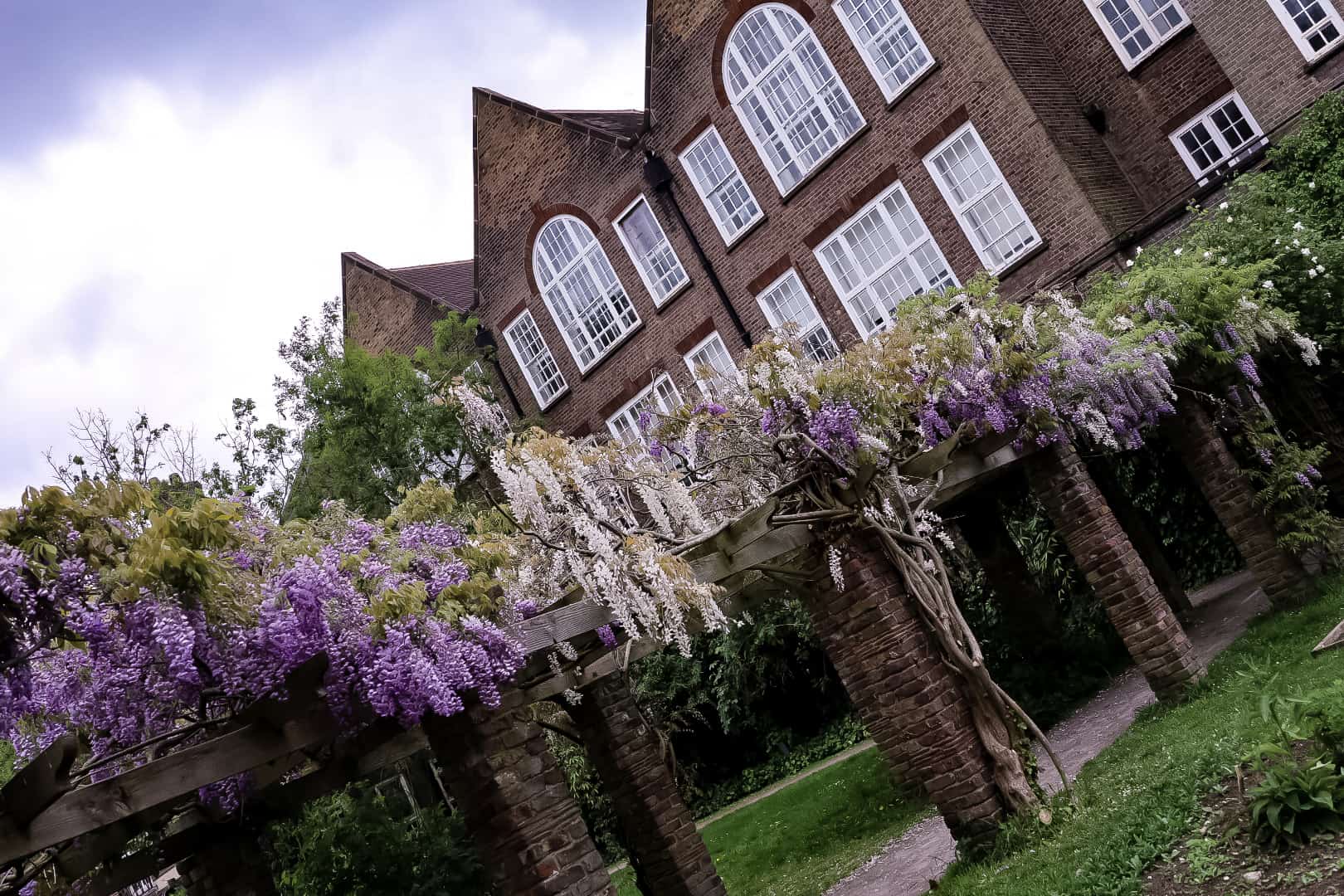 Wisteria arch above the picturesque bridge at the Walpole Park, wisteria at Pitzhanger Manor & Gallery, London