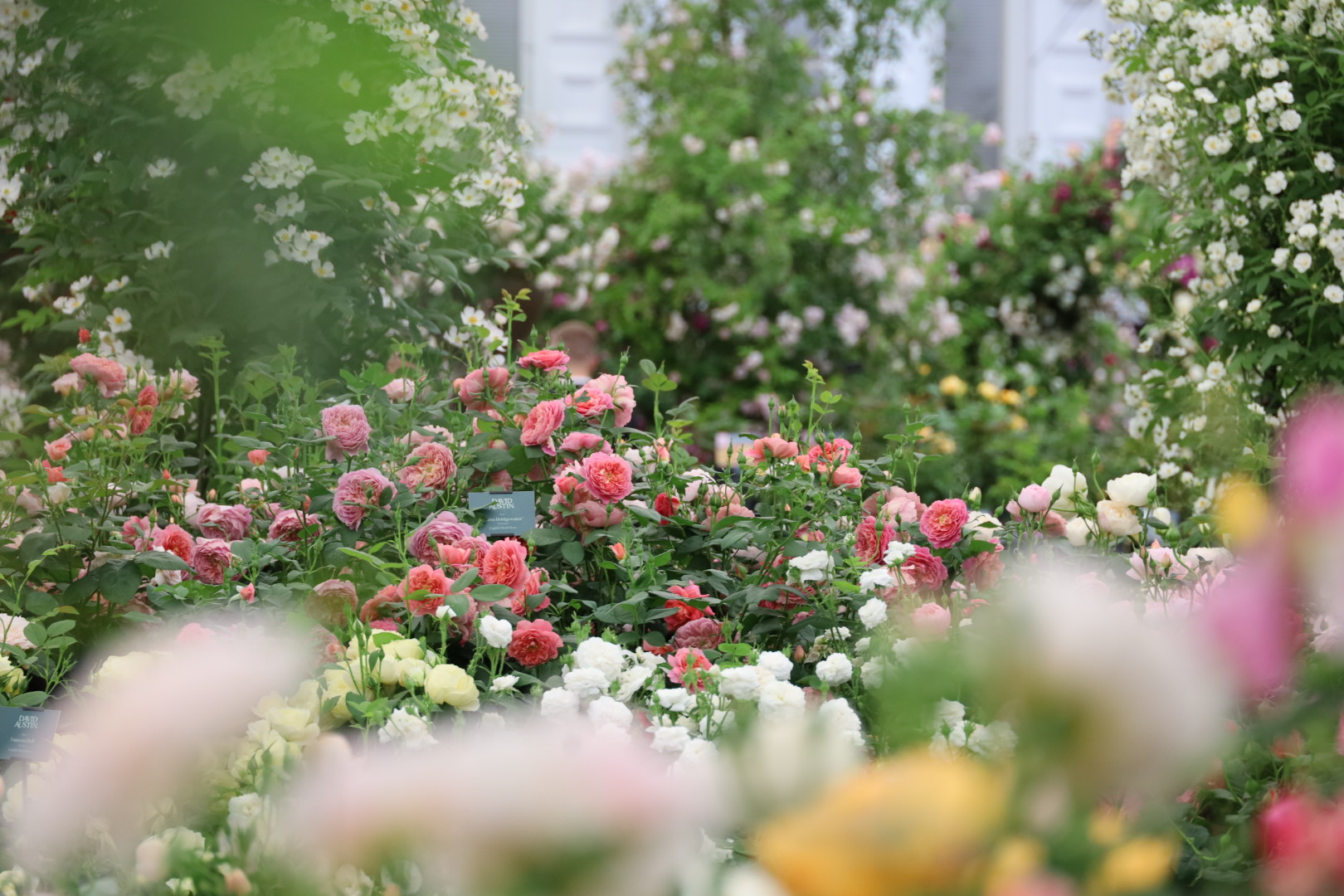 The Grand Pavilion Roses at Chelsea 2026: A Morning with the Blooms, RHS Chelsea Flower show 2026, Garden roses at the Chelsea Flowers show 2026