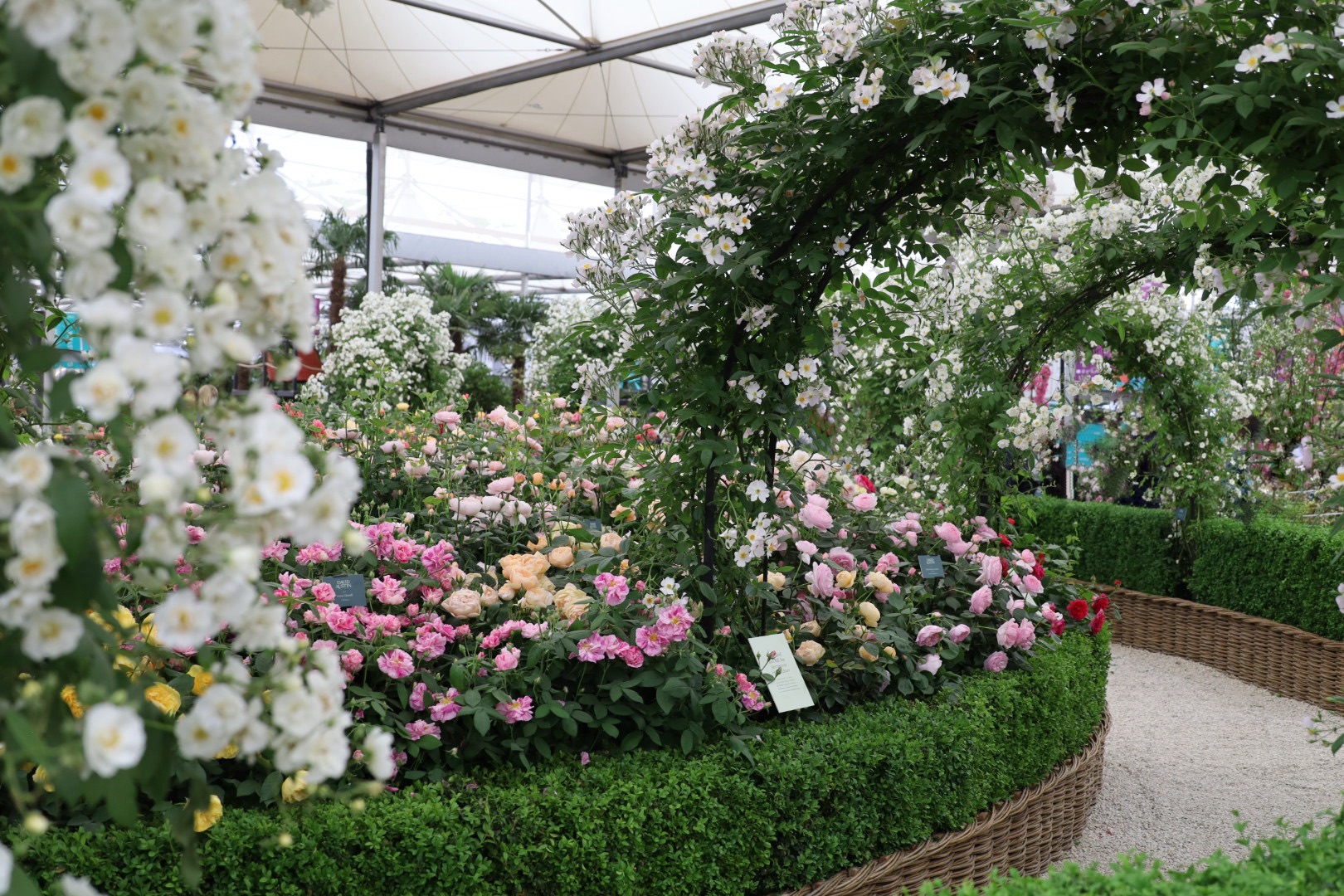 David Austin: The Cotswold Garden - Chelsea Flower Show 2026, The Grand Pavilion Roses at Chelsea 2026: A Morning with the Blooms, RHS Chelsea Flower show 2026, Garden roses at the Chelsea Flowers show 2026, by the smell of roses