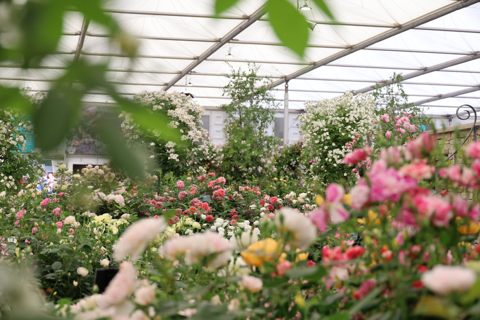 The Grand Pavilion Roses at Chelsea 2026: A Morning with the Blooms, RHS Chelsea Flower show 2026, Garden roses at the Chelsea Flowers show 2026, view at the David Austin rose garden at Chelsea Flower show 2026, The Cotswold Garden 