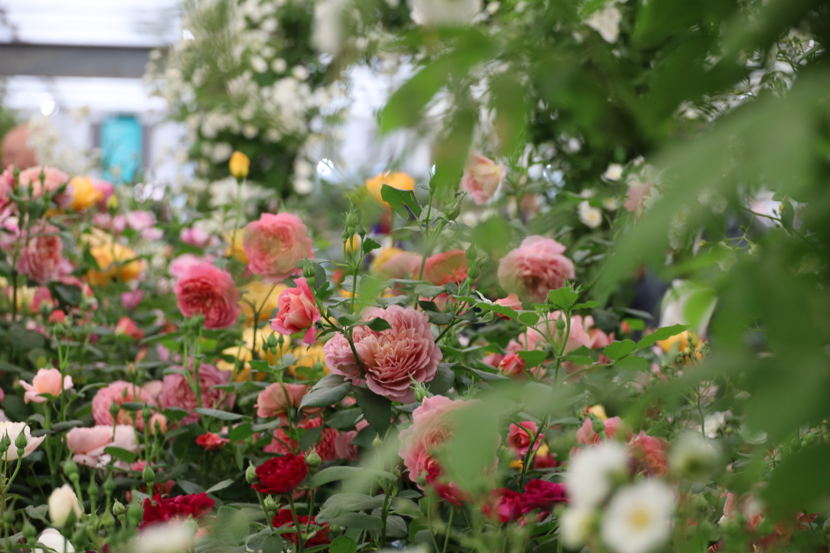 The Grand Pavilion Roses at Chelsea 2026: A Morning with the Blooms, RHS Chelsea Flower show 2026, Garden roses at the Chelsea Flowers show 2026, view at the David Austin rose garden at Chelsea Flower show 2026, The Cotswold Garden 