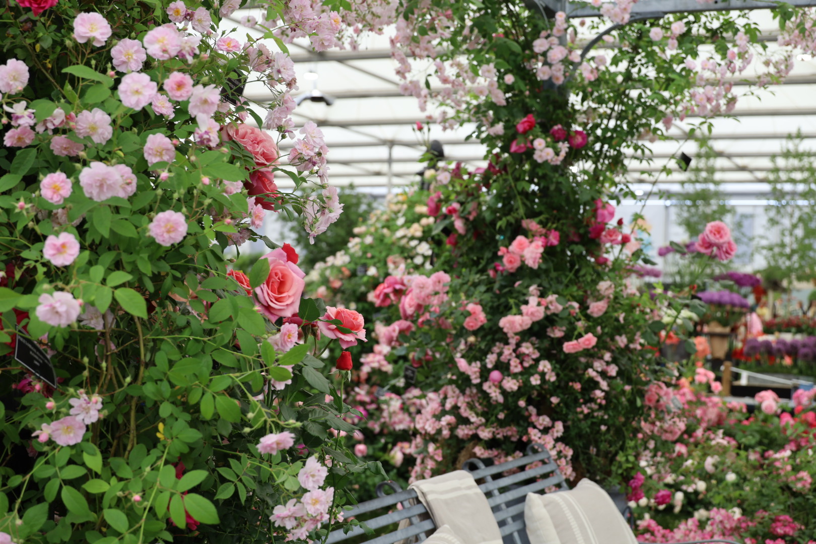 The Grand Pavilion Roses at Chelsea 2026: A Morning with the Blooms, RHS Chelsea Flower show 2026, Garden roses at the Chelsea Flowers show 2026, Peter Beales Roses display at the Chelsea Flower Show 2026