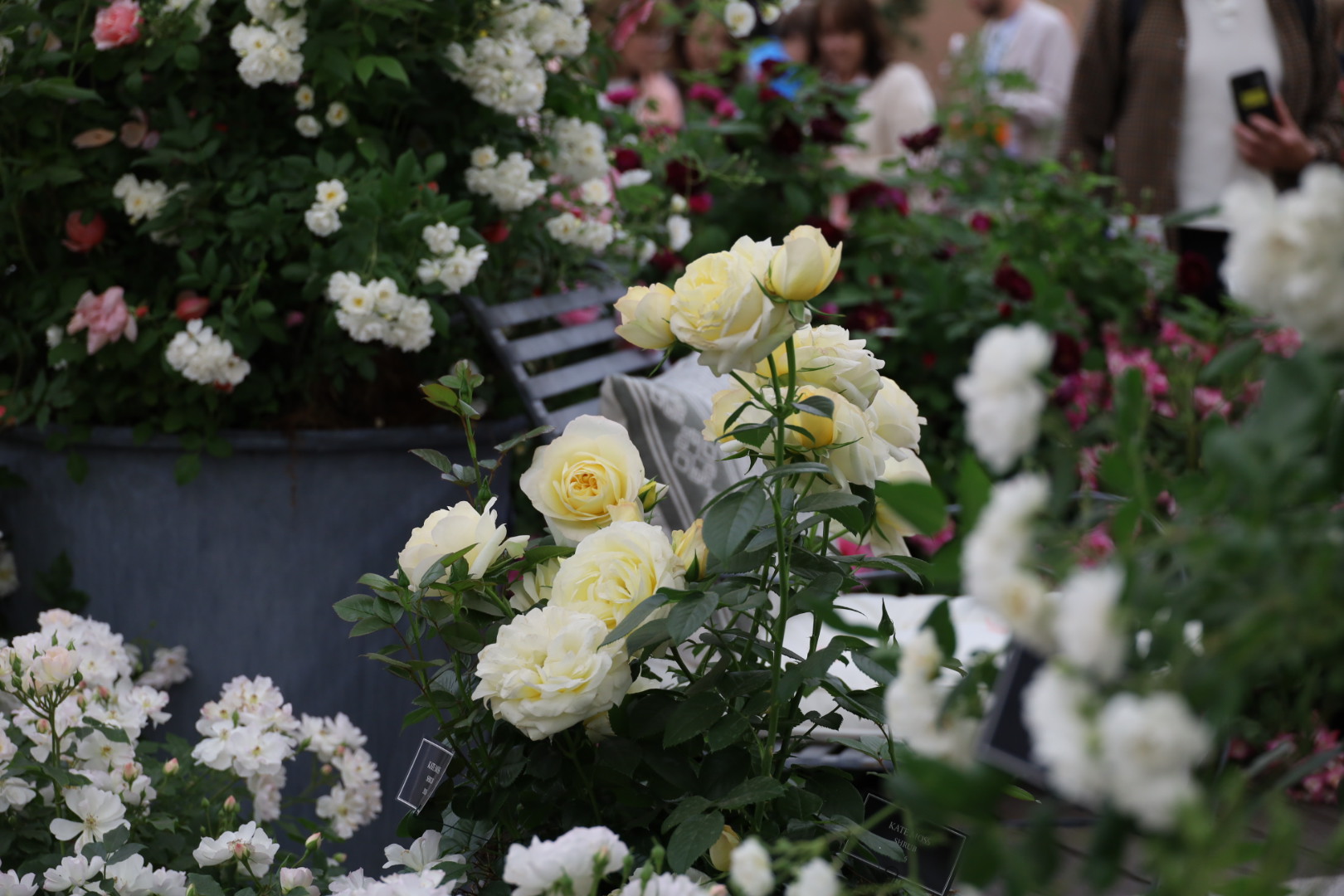 Peter Beales new rose "Kate Moss" at the Chelsea Flower Show 2026, The Grand Pavilion Roses at Chelsea 2026: A Morning with the Blooms, RHS Chelsea Flower show 2026, Garden roses at the Chelsea Flowers show 2026, Peter Beales Roses display at the Chelsea Flower Show 2026