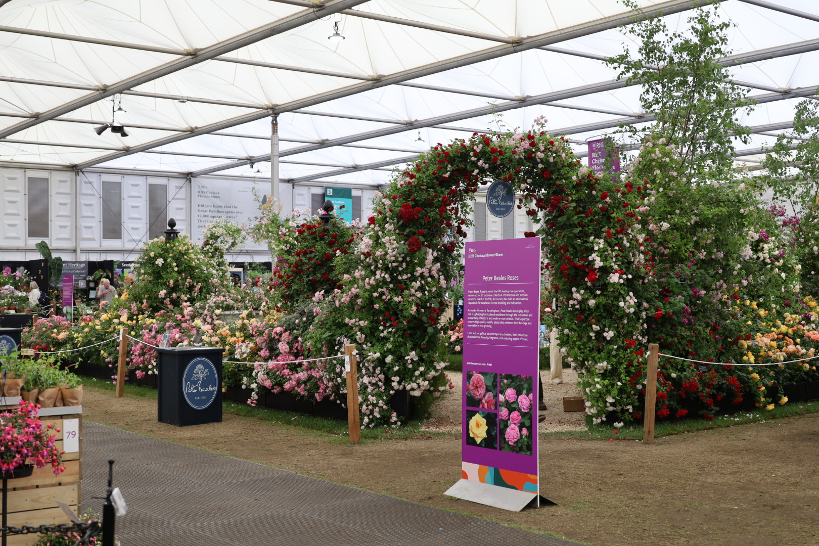 Peter Beales Roses stand at the Chelsea Flower Show 2026