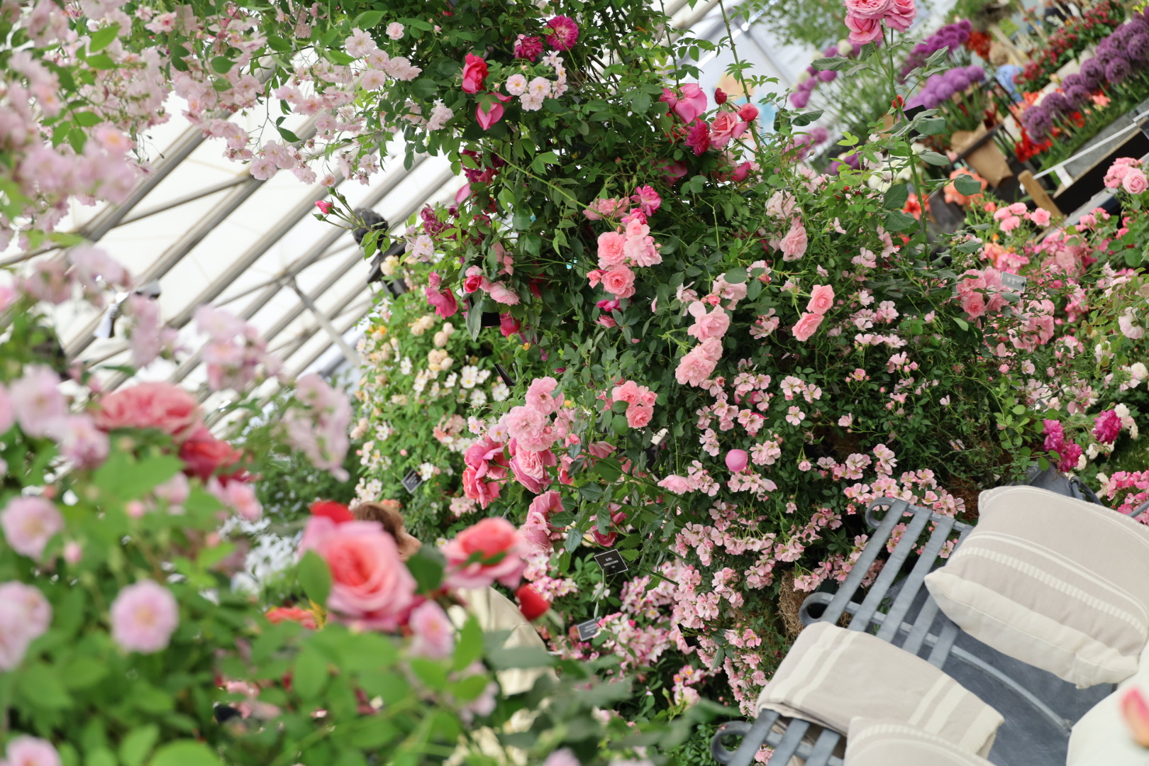 Peter Beales Roses stand at the Chelsea Flower Show 2026, The Grand Pavilion Roses at Chelsea 2026: A Morning with the Blooms, RHS Chelsea Flower show 2026, Garden roses at the Chelsea Flowers show 2026, Peter Beales Roses display at the Chelsea Flower Show 2026