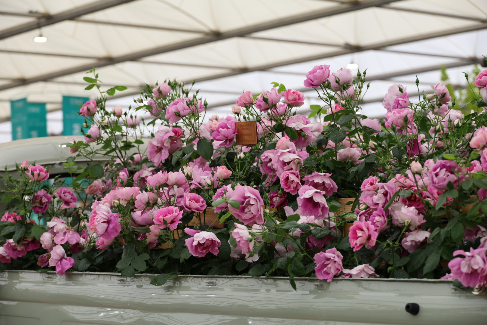 Memories and Moments (Harclaim) roses at the Chelsea Flower Show 2026, pink roses at the RHS Chelsea, Harkness Roses, The Grand Pavilion Roses at Chelsea 2026: A Morning with the Blooms