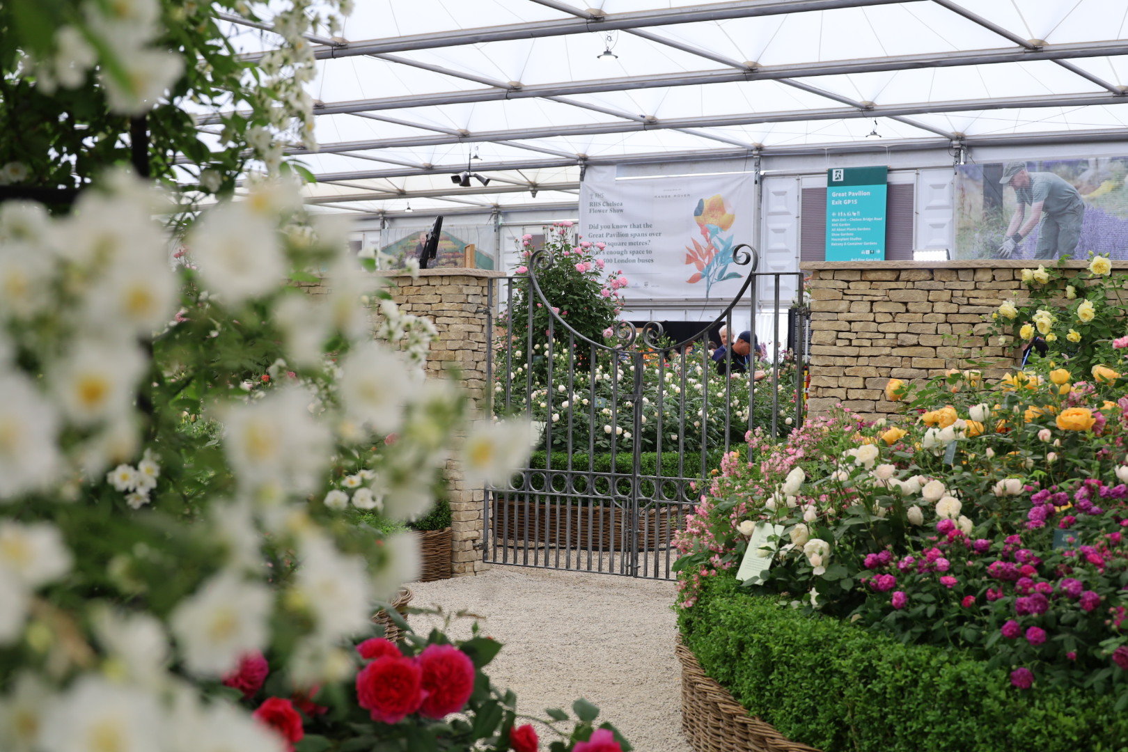 The Grand Pavilion Roses at Chelsea 2026: A Morning with the Blooms, RHS Chelsea Flower show 2026, Garden roses at the Chelsea Flowers show 2026, view at the David Austin rose garden at Chelsea Flower show 2026, The Cotswold Garden 