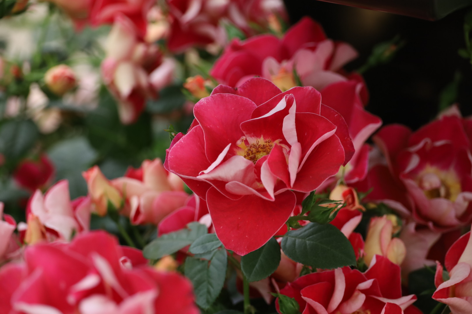 And here is The One Show 20th rose by Peter Beales, New roses at Chelsea flower show 2026 