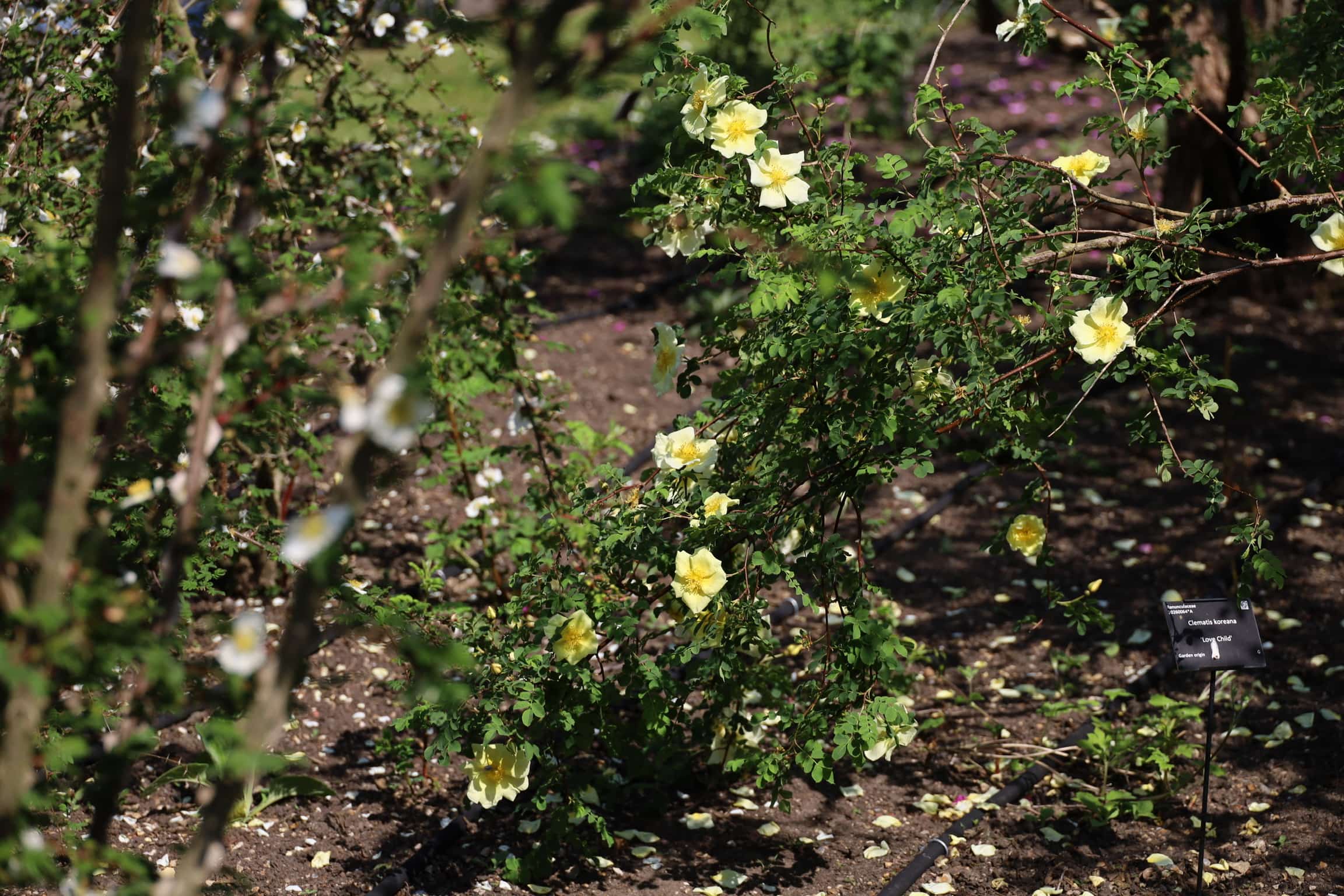 Rosa × cantabrigiensis, Cambridge roses, Hurst's Roses, The Rose garden at Cambrdge University Botanic garden 