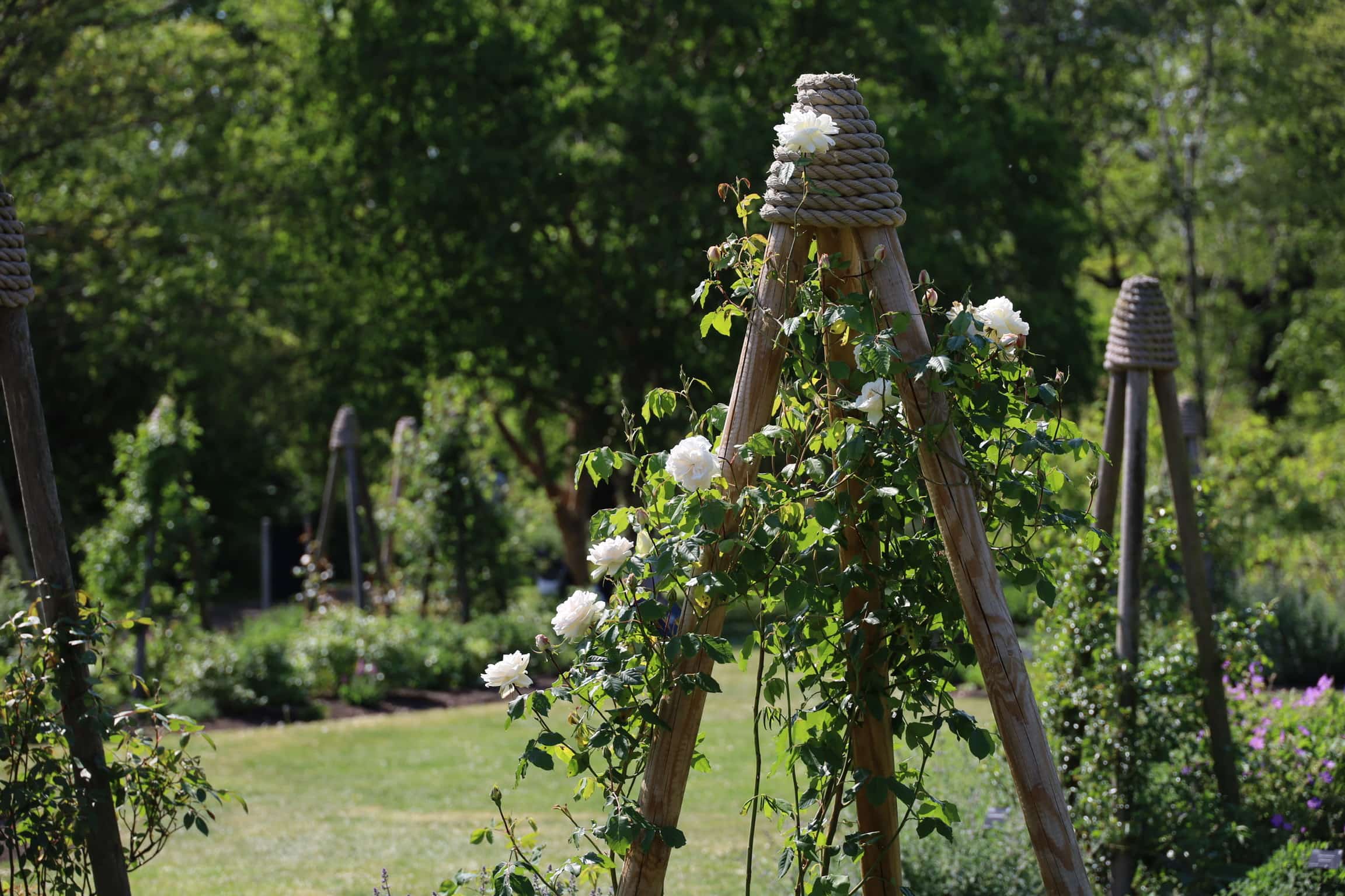 The Rose Garden at Cambridge University Botanic Garden